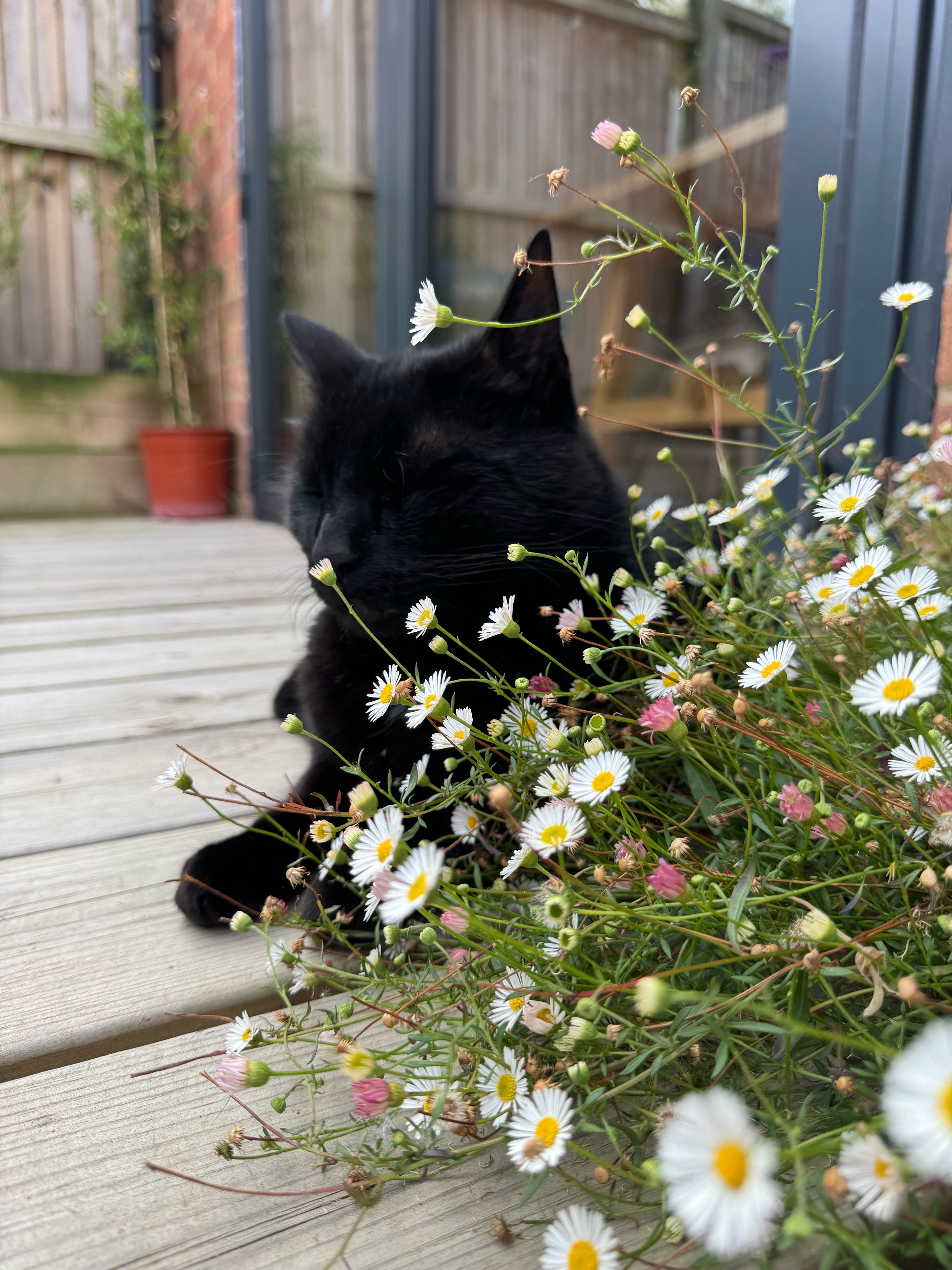 A black cat with closed eyes sitting next to a bunch of small white daisies with yellow centers on a wooden deck.
