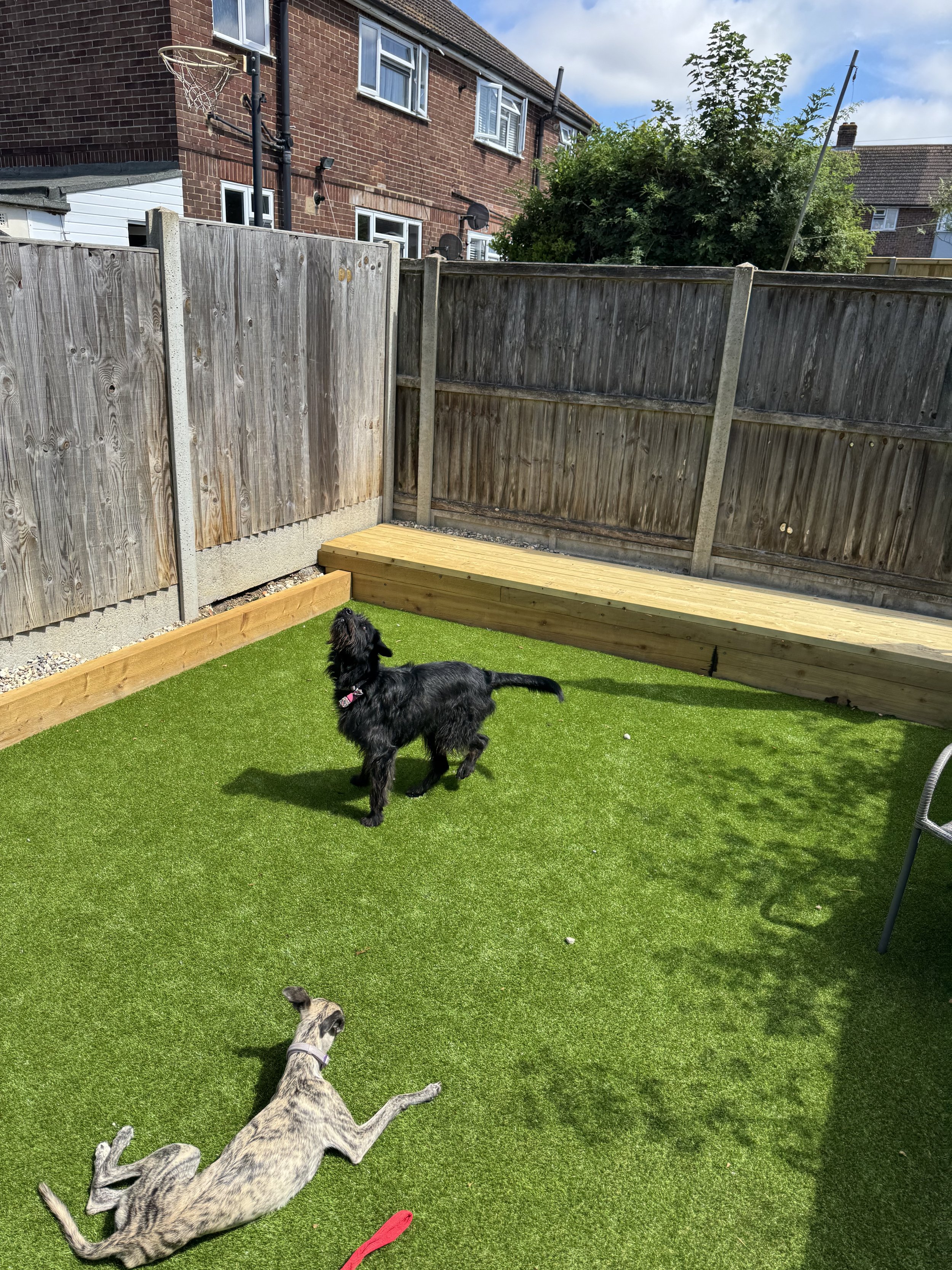 Two dogs playing in a backyard with artificial grass, wooden fencing, and a raised wooden platform, under a partly cloudy sky.