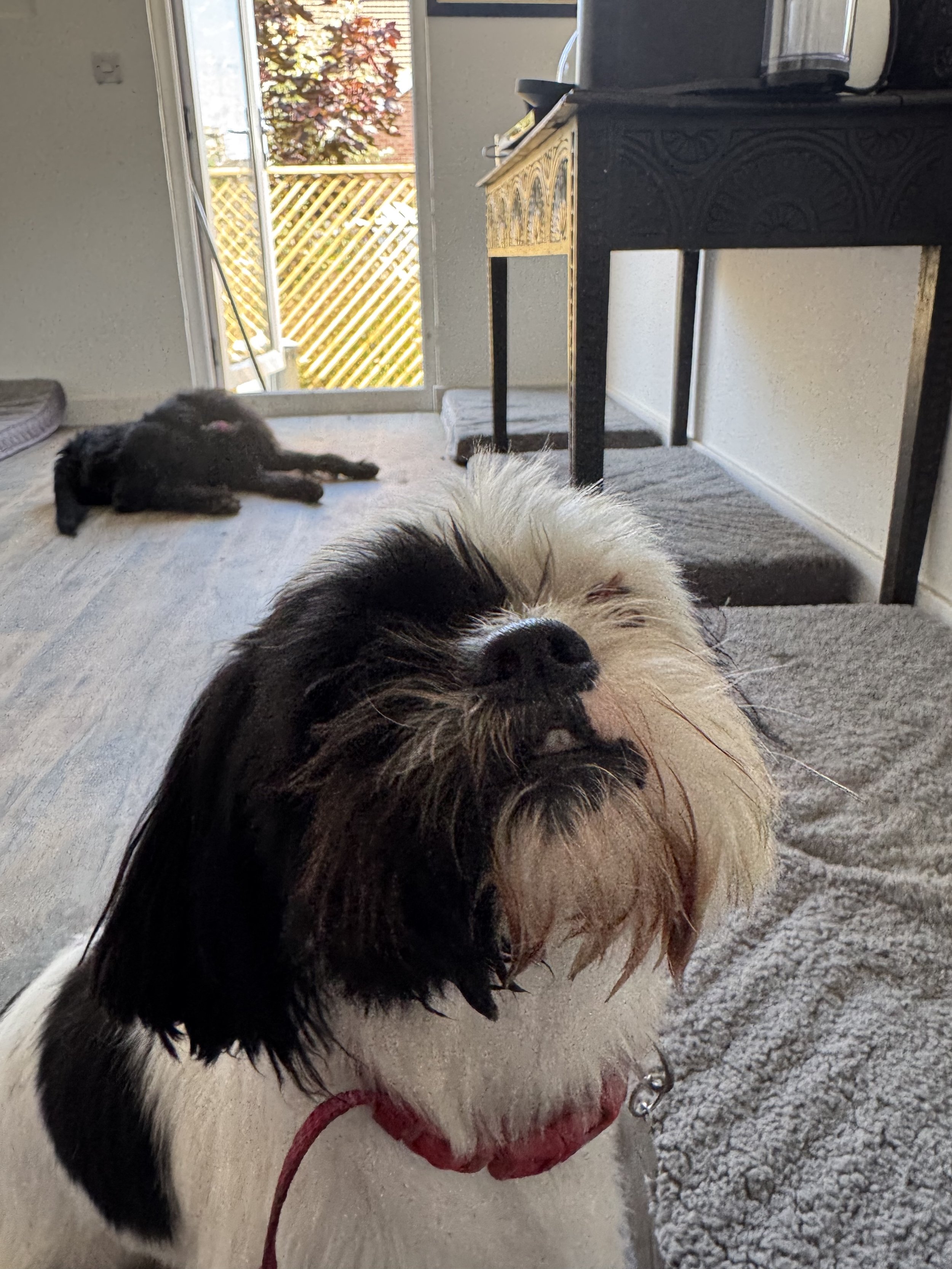 A black and white dog with a scruffy face and closed eyes, wearing a red collar, inside a home."}