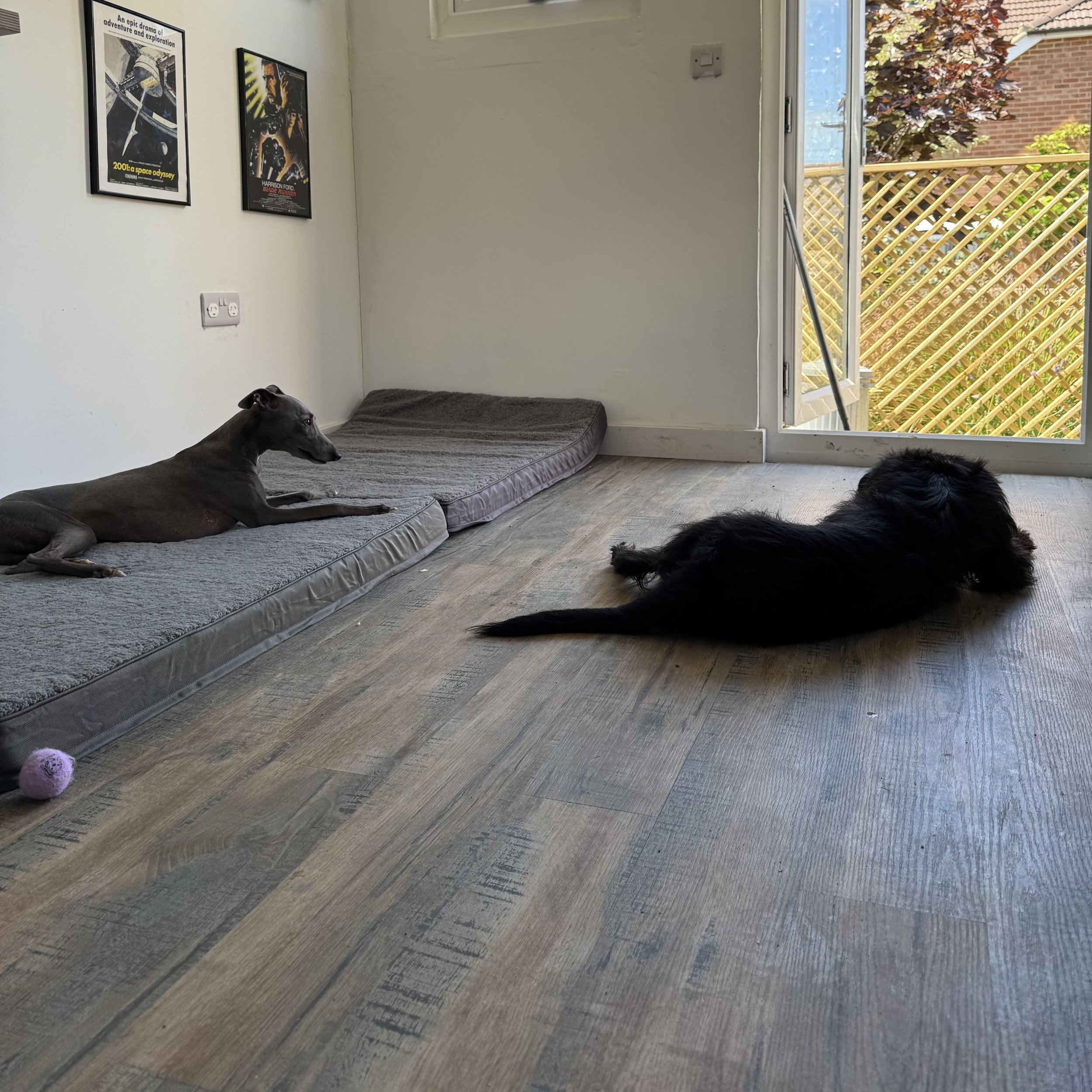 Two dogs lying on the wooden floor of a room. One dog is grey and lying on a cushion near the left wall, while the other dog is black and lying directly on the floor near the open door leading outside to a garden area.