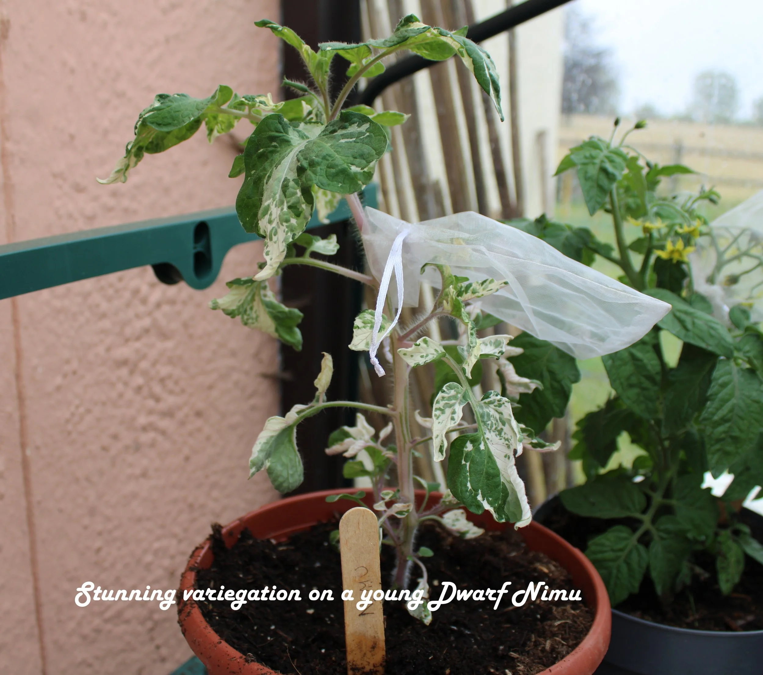 Young Dwarf Nimu tomato plant with variegated leaves in a pot, supported by a green stake, on a balcony with another plant nearby.