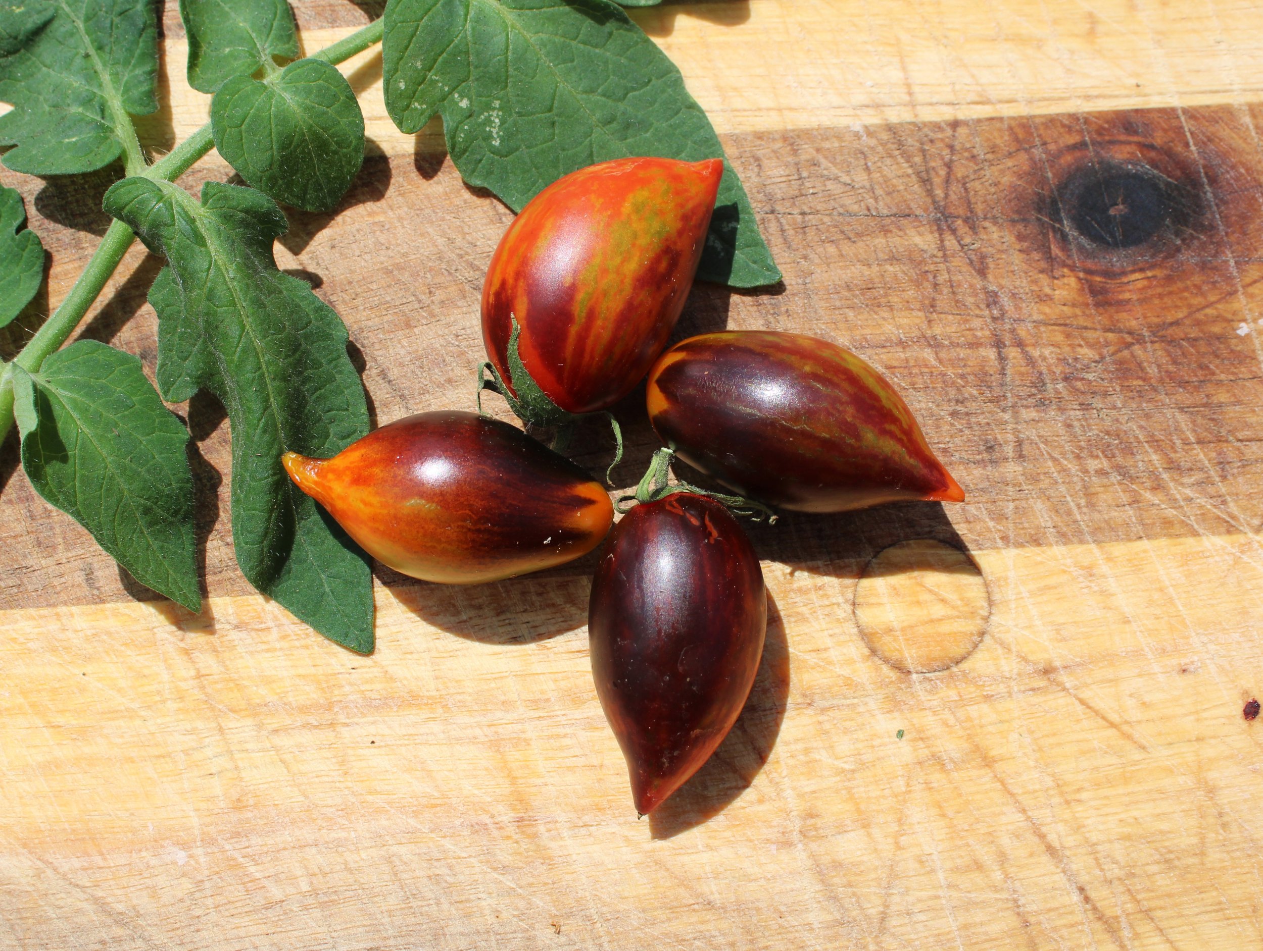 Kleiner Anthon