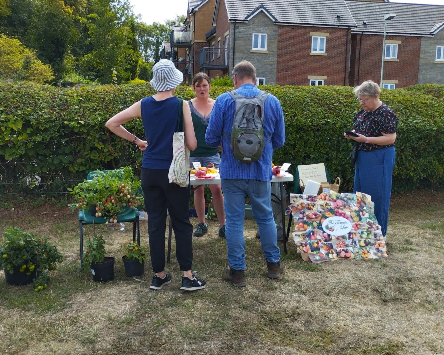 A group of four people gathered around a table displaying potted tomato plants, fruit, and a colorful poster for a tomato-themed stall at an outdoor market, with a woman on the right using her phone and a row of residential buildings and greenery in