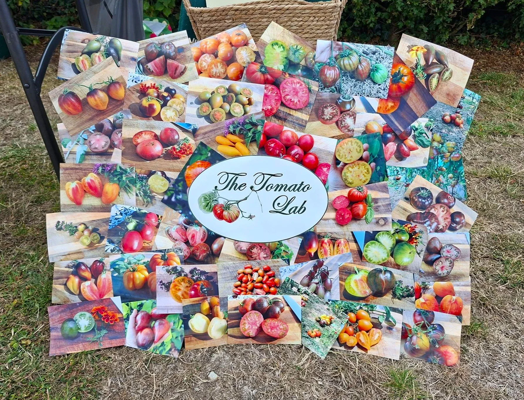 Collection of photographs of various heirloom tomatoes arranged on a table outdoors, with a sign reading 'The Tomato Lab' in the center.