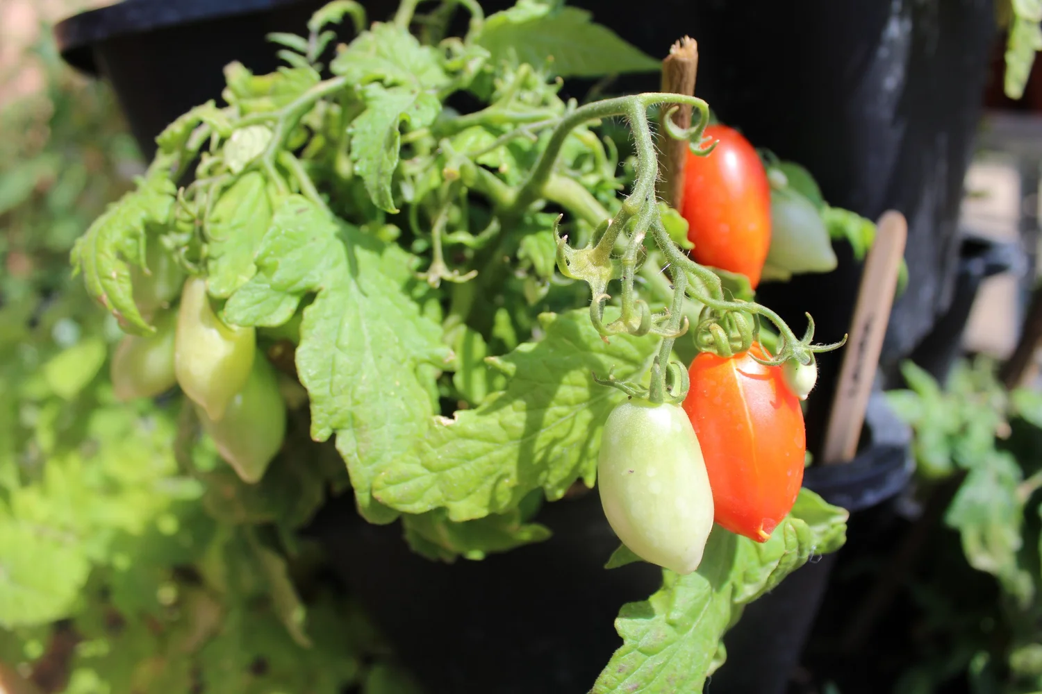 The Tomato Lab | Heritage and Heirloom Tomatoes