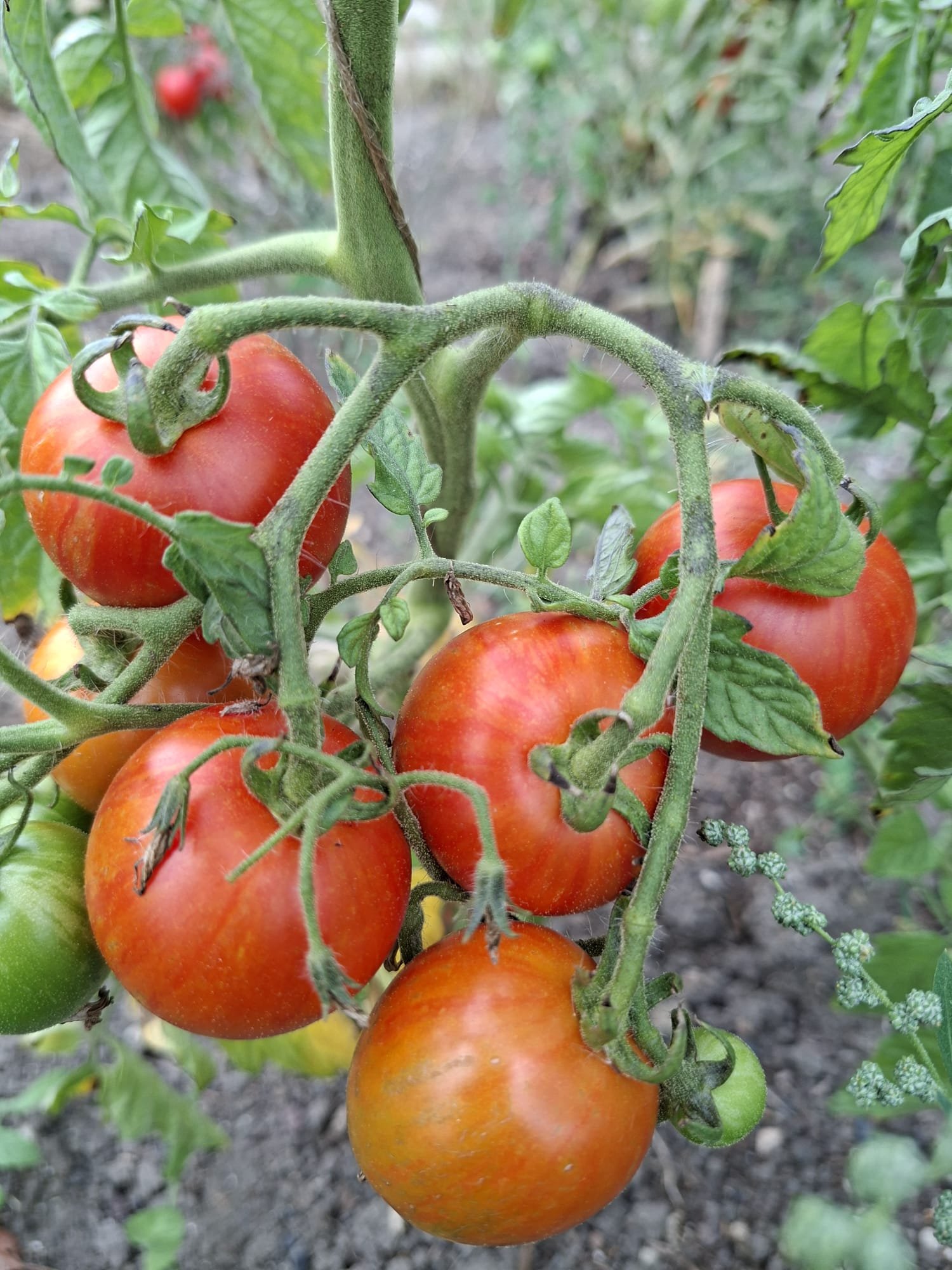 WhatsApp Image 2025-10-06 at 09.52.50 (3).jpeg