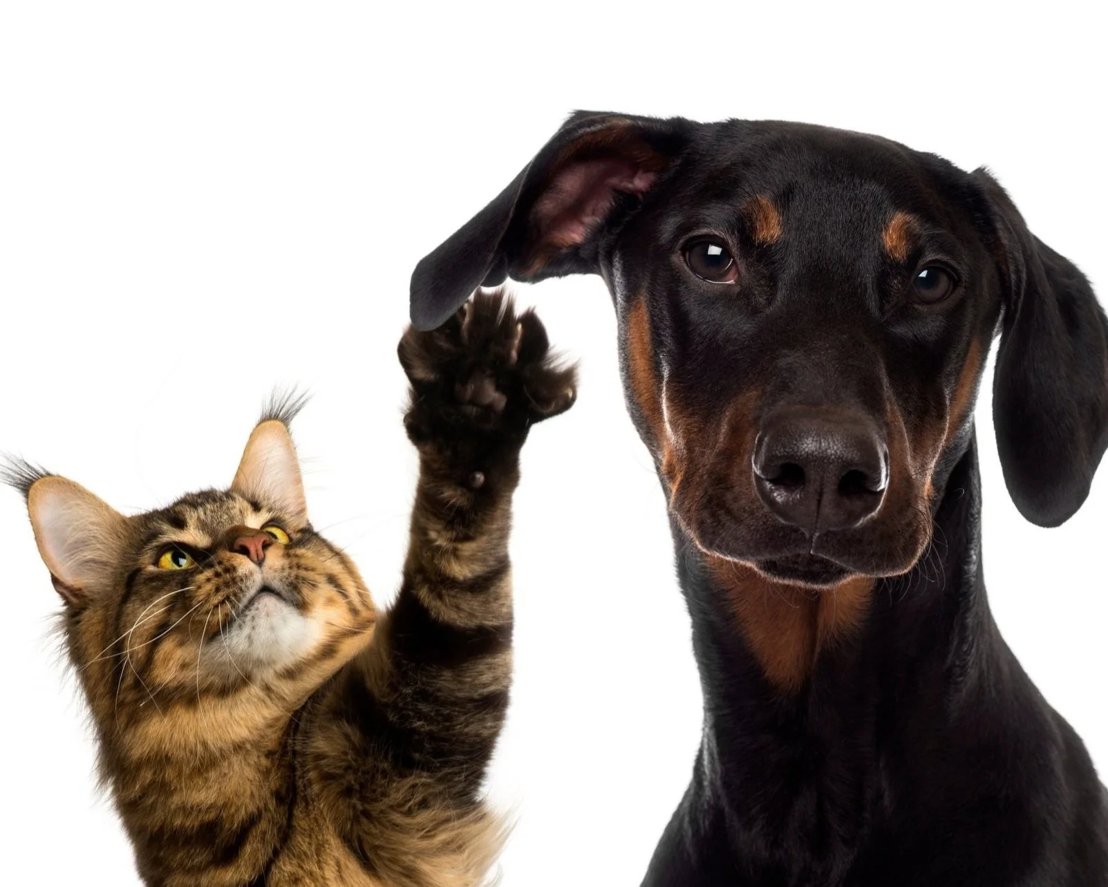 Plano Animal Clinic