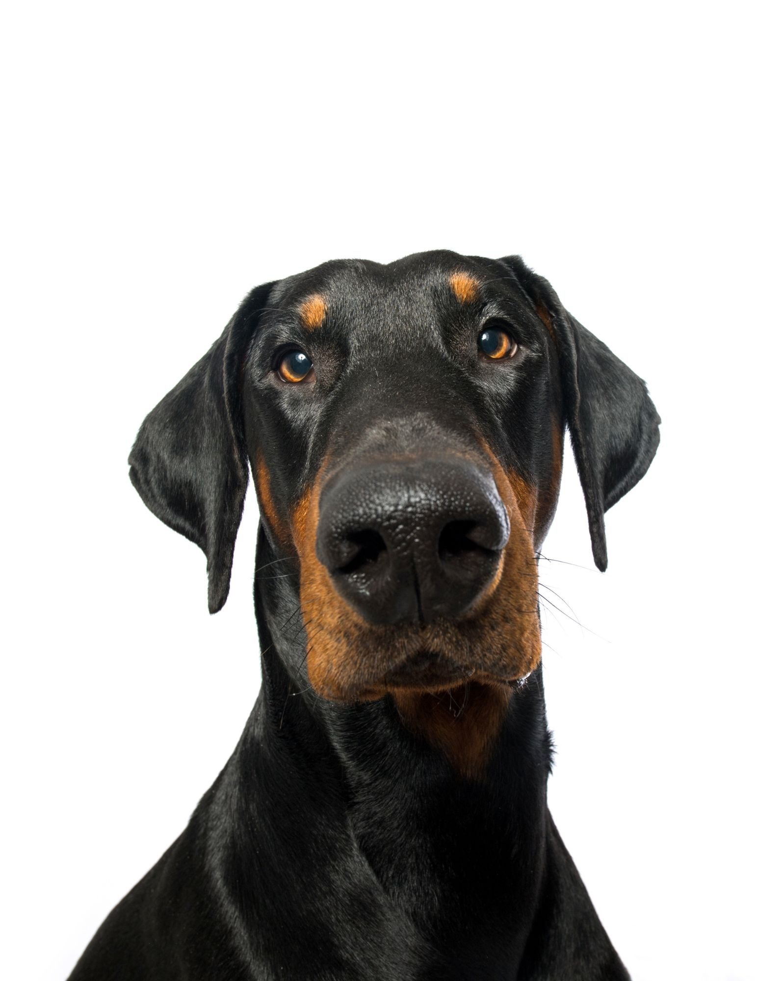 Close-up of a Doberman Pinscher dog's face with black and tan markings, looking directly at the camera against a white background.