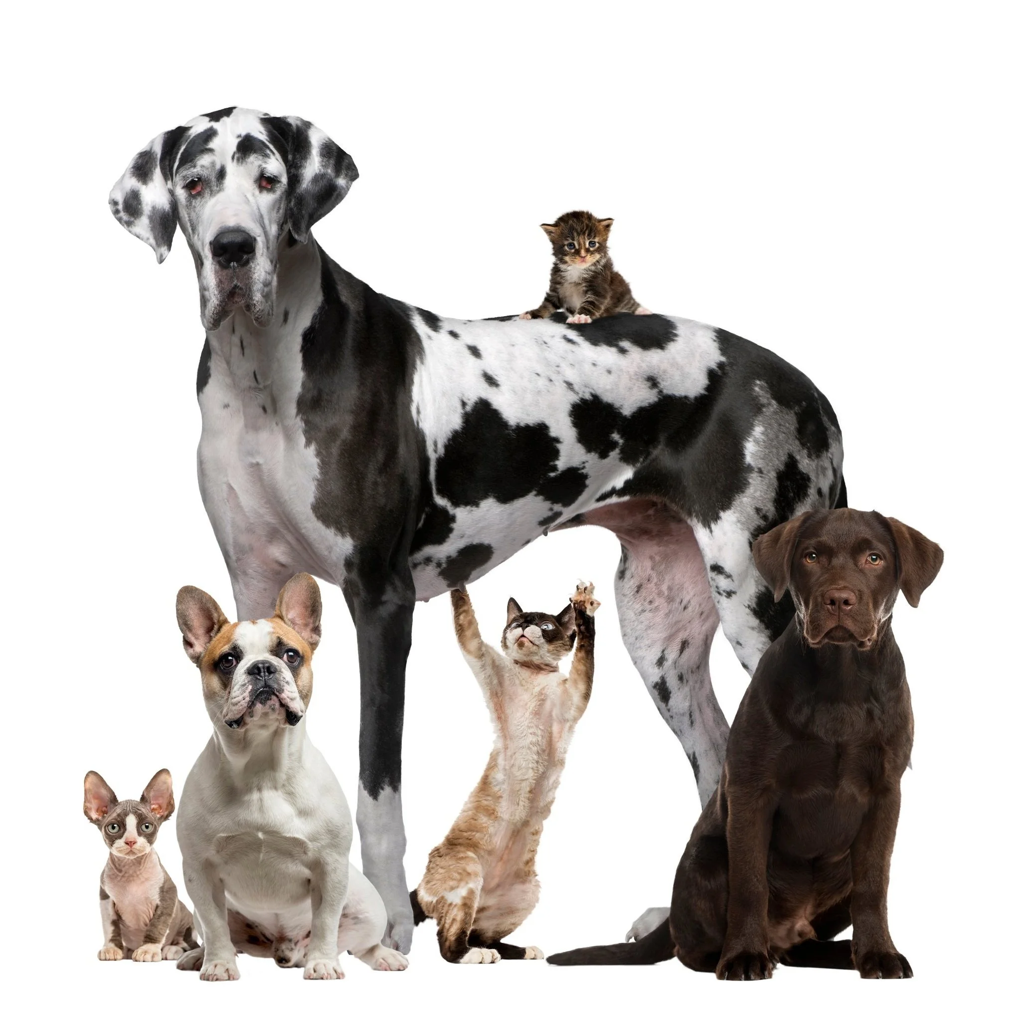 Plano Animal Clinic
