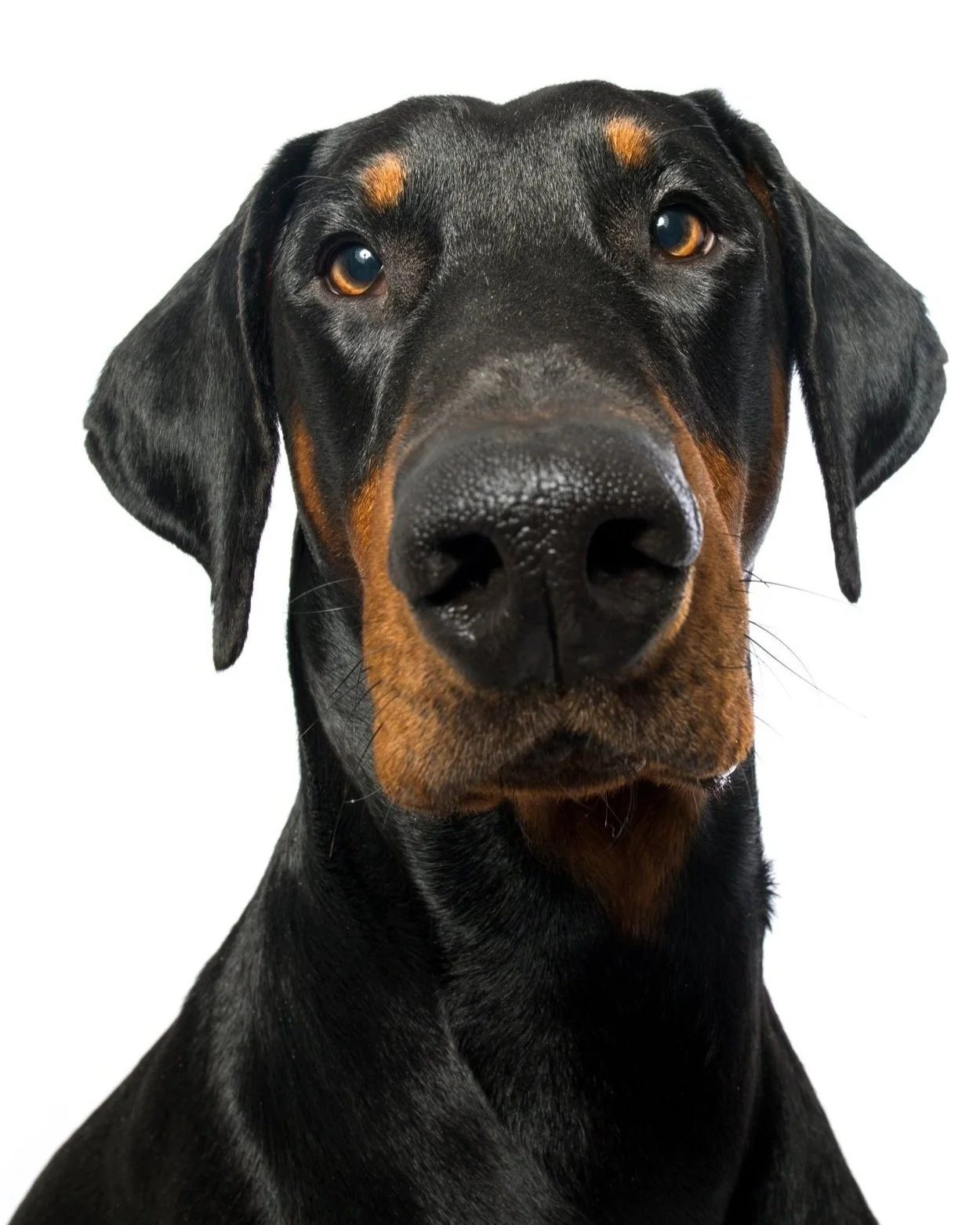 Close-up of a Doberman Pinscher dog's face with black and tan markings, looking directly at the camera against a white background.
