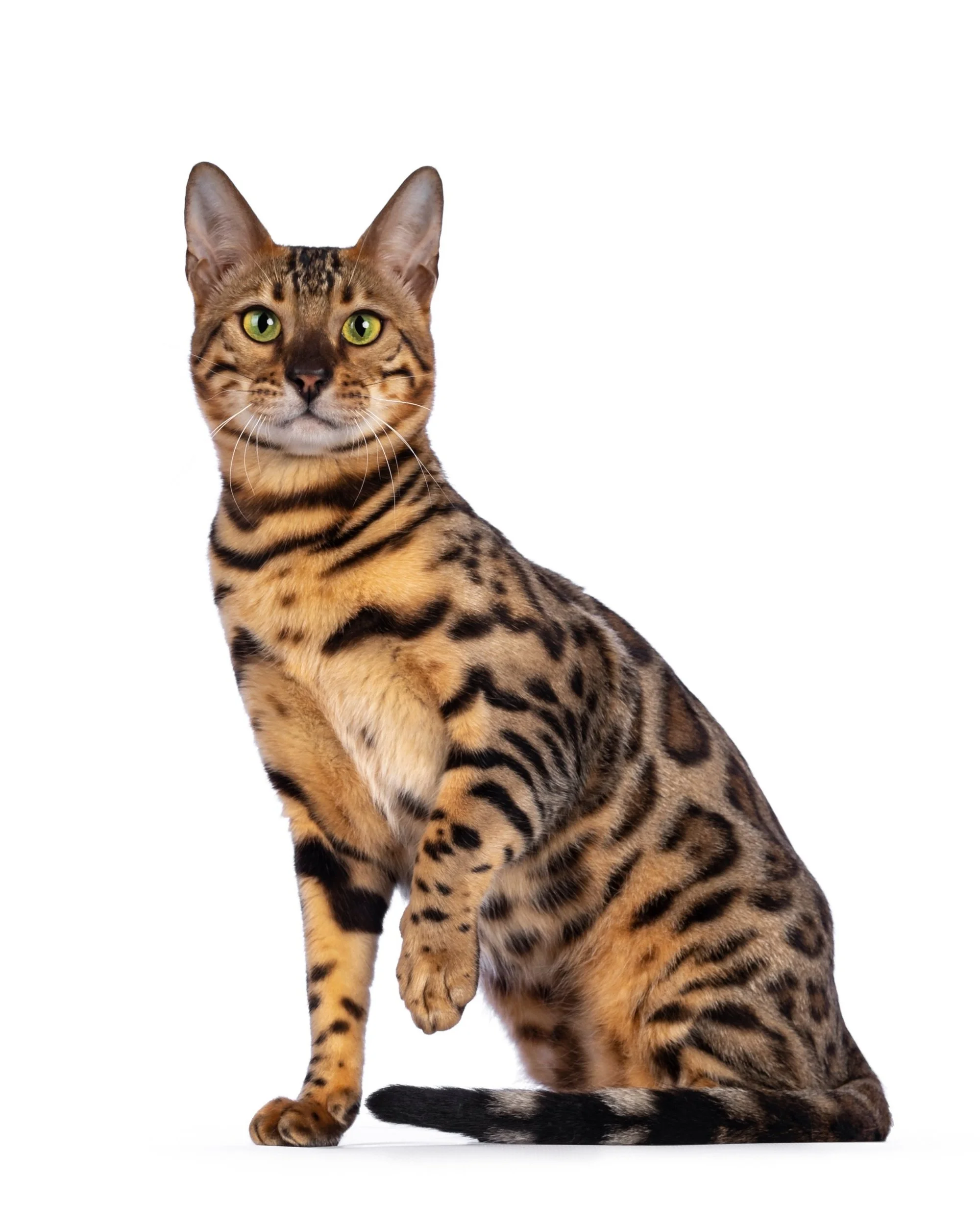A sitting Bengal cat with distinctive spotted and striped coat, green eyes, and alert ears, against a white background.