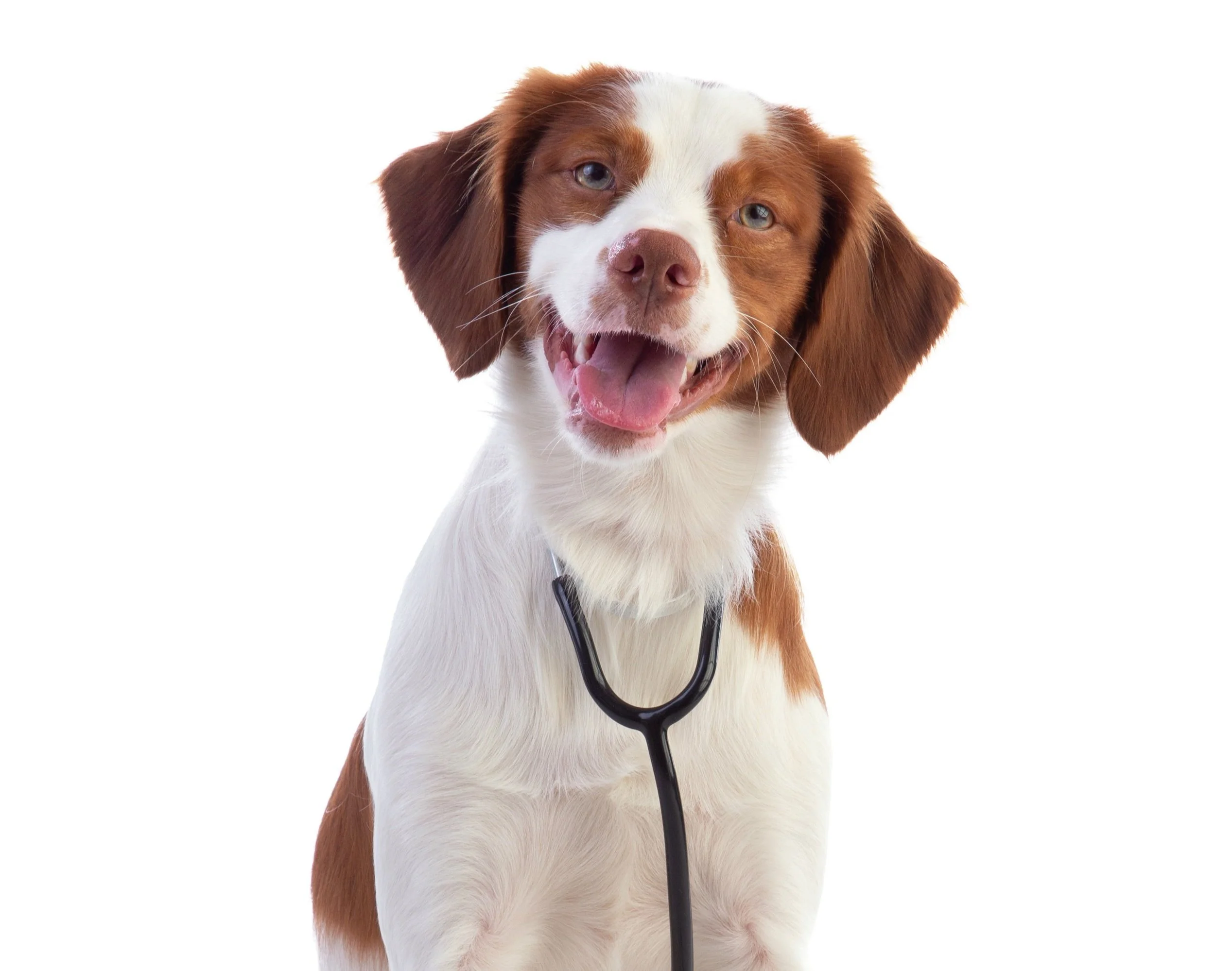 Plano Animal Clinic