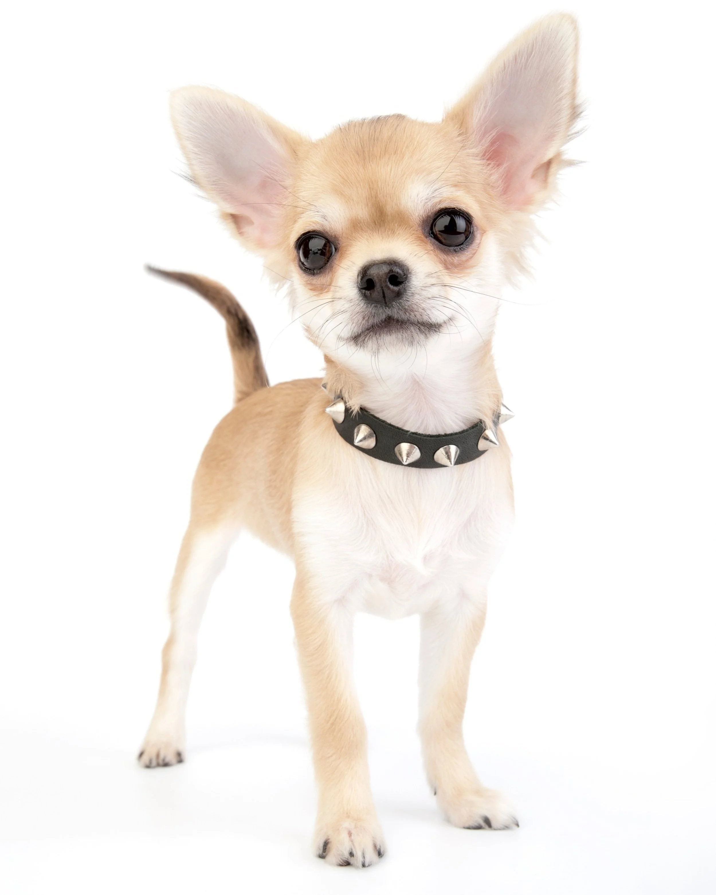 A small tan and white Chihuahua dog with large ears wearing a black collar with silver spikes, standing against a white background.