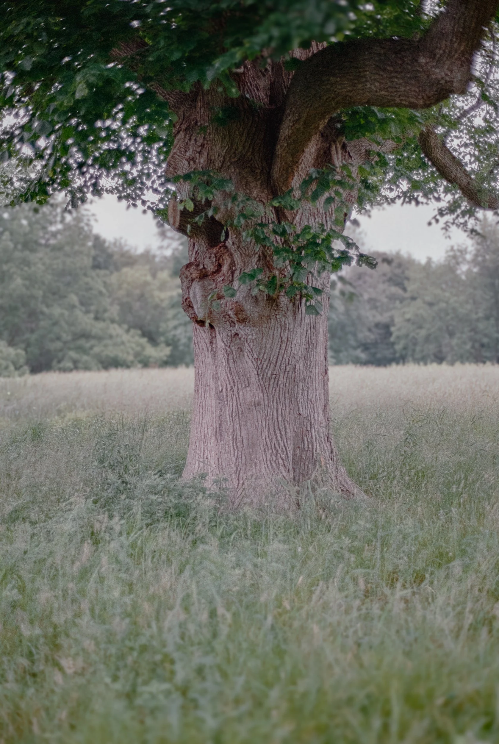 Shade Tree, Marshlands, 2025