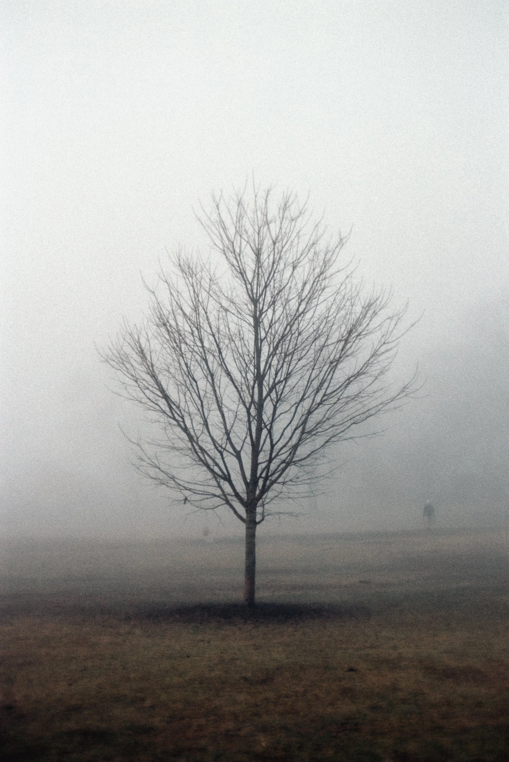 Rye Town Park, Winter, 2025