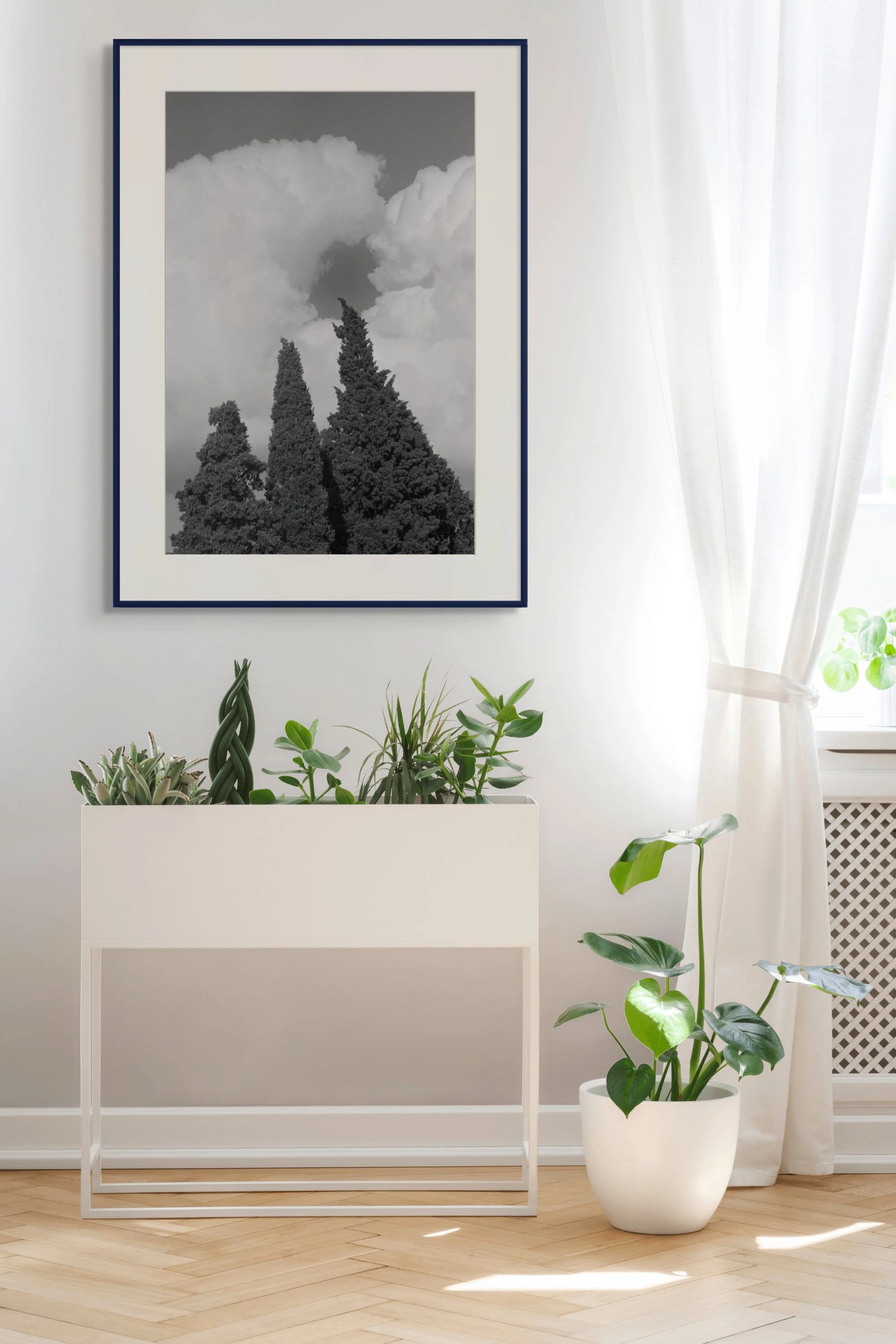 Cypress with Clouds, Italy, 1994