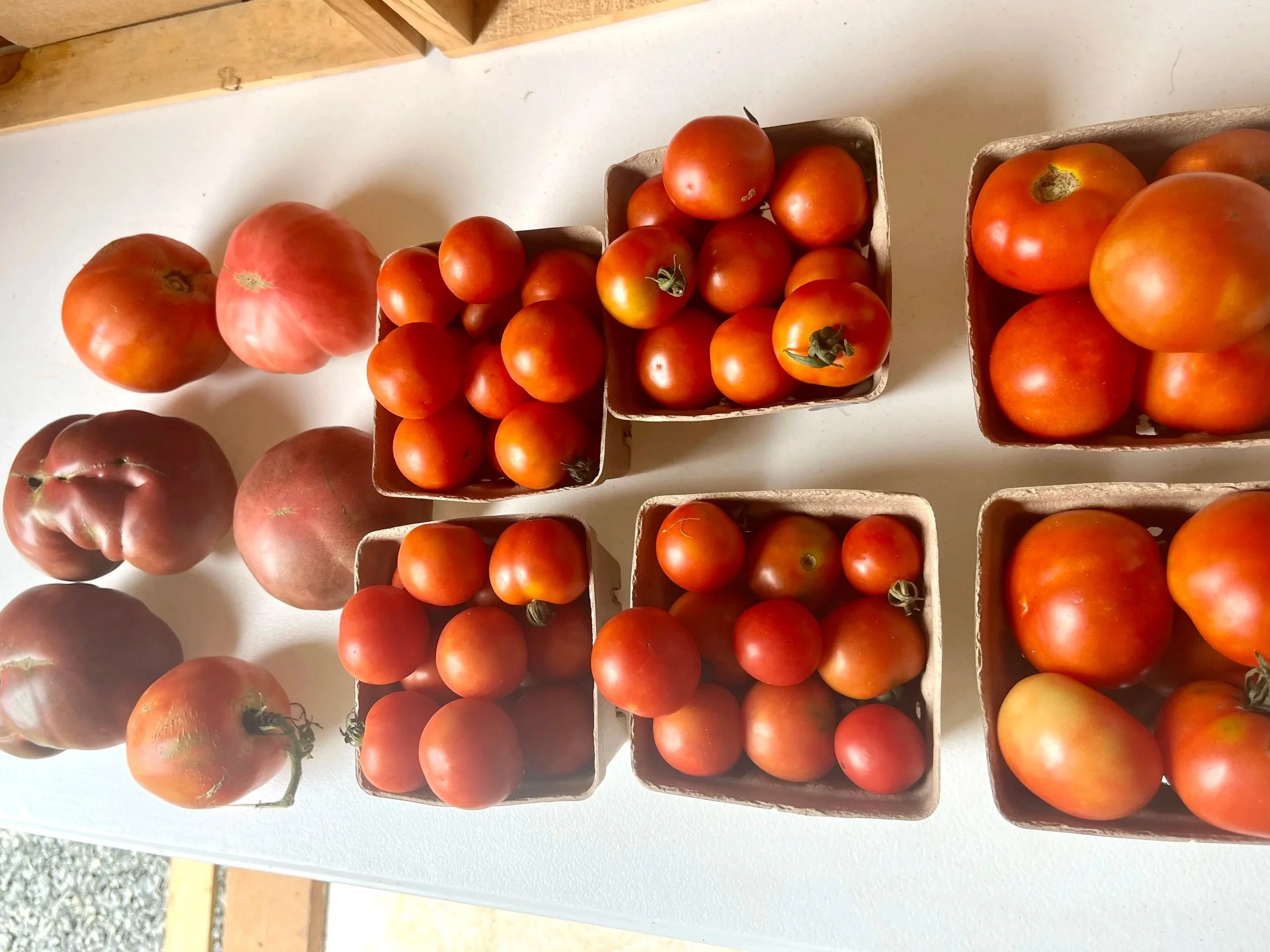 beautiful red tomatoes