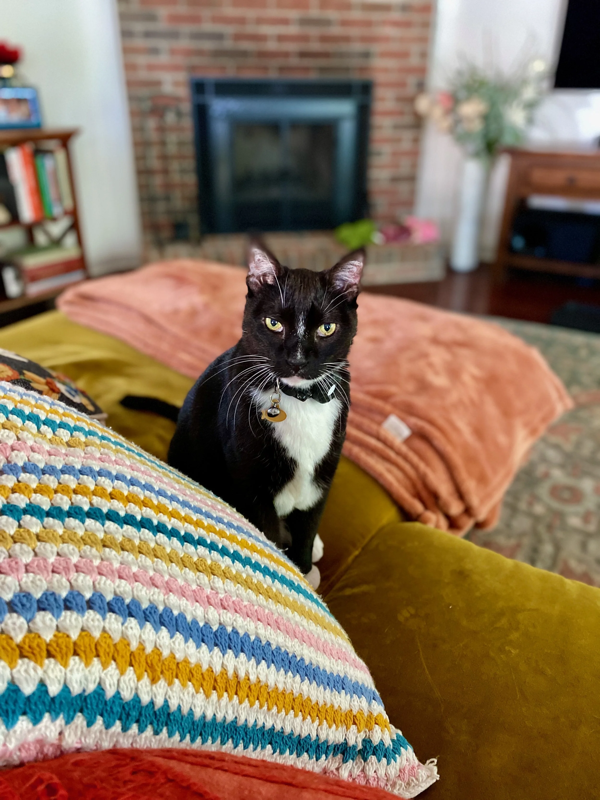 photo of black and white sitting on a yellow couch