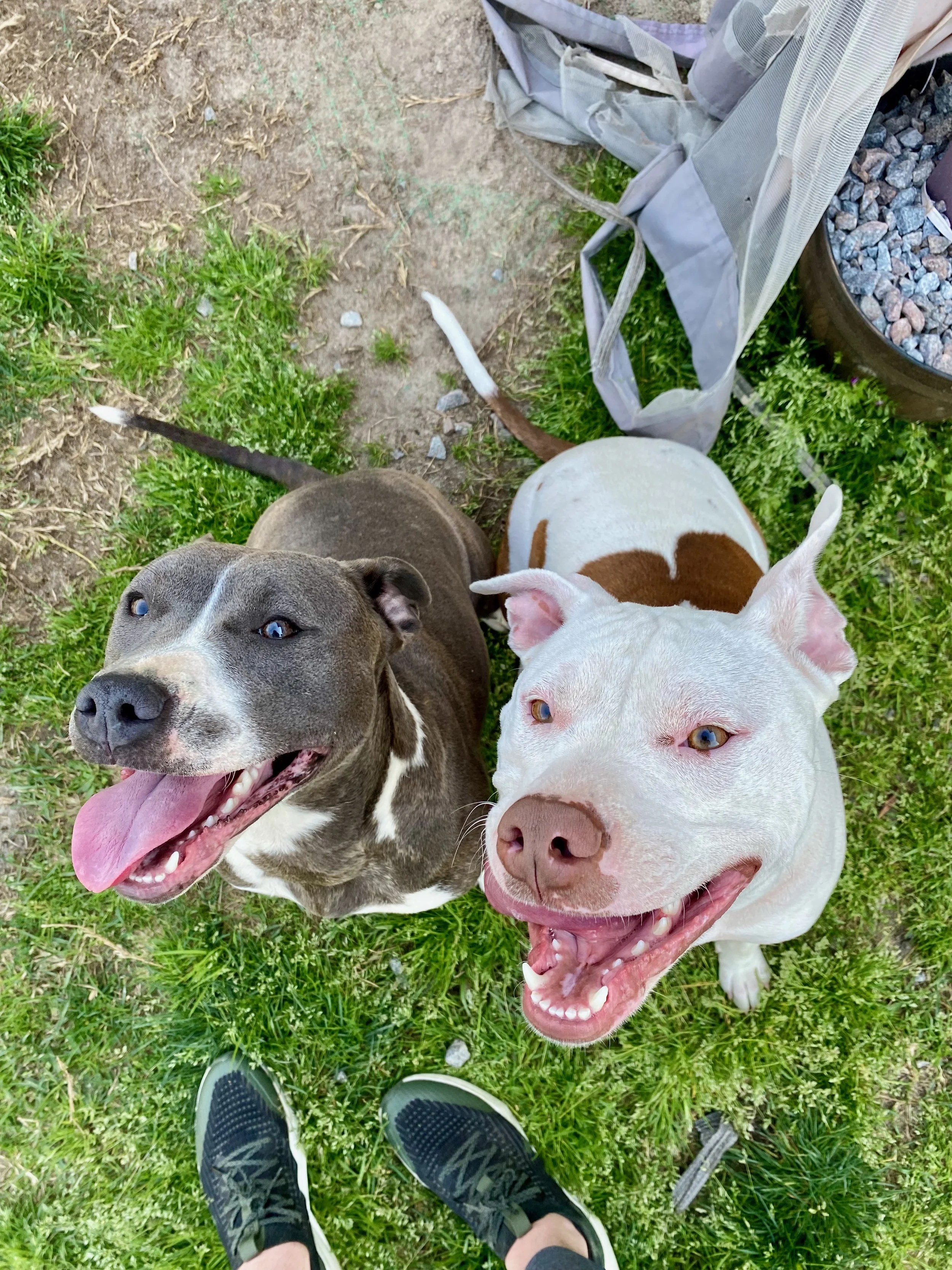 picture of a grey dog and a white dog sitting in the grass smiling at the camera