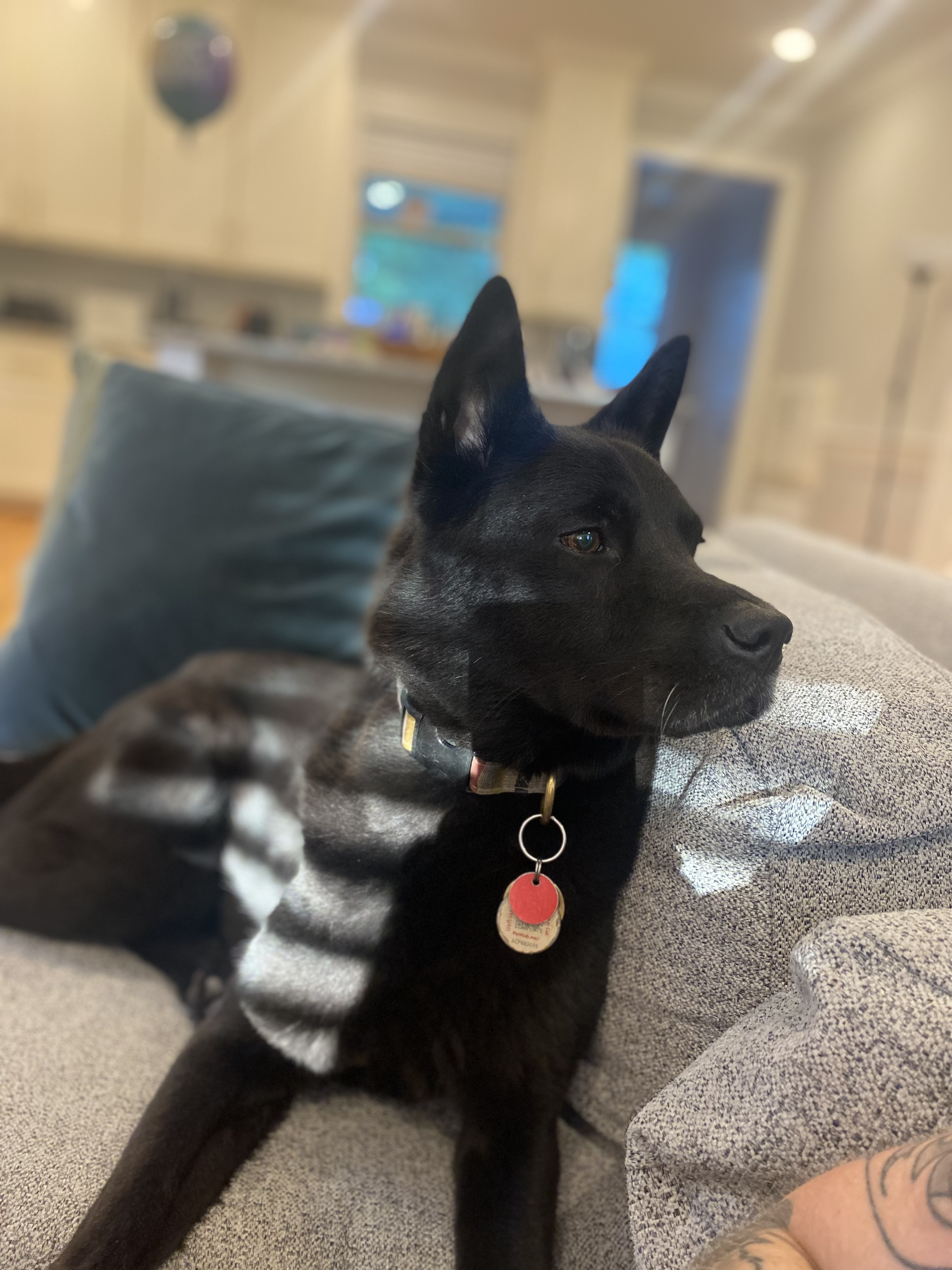picture of black dog laying on a gray couch