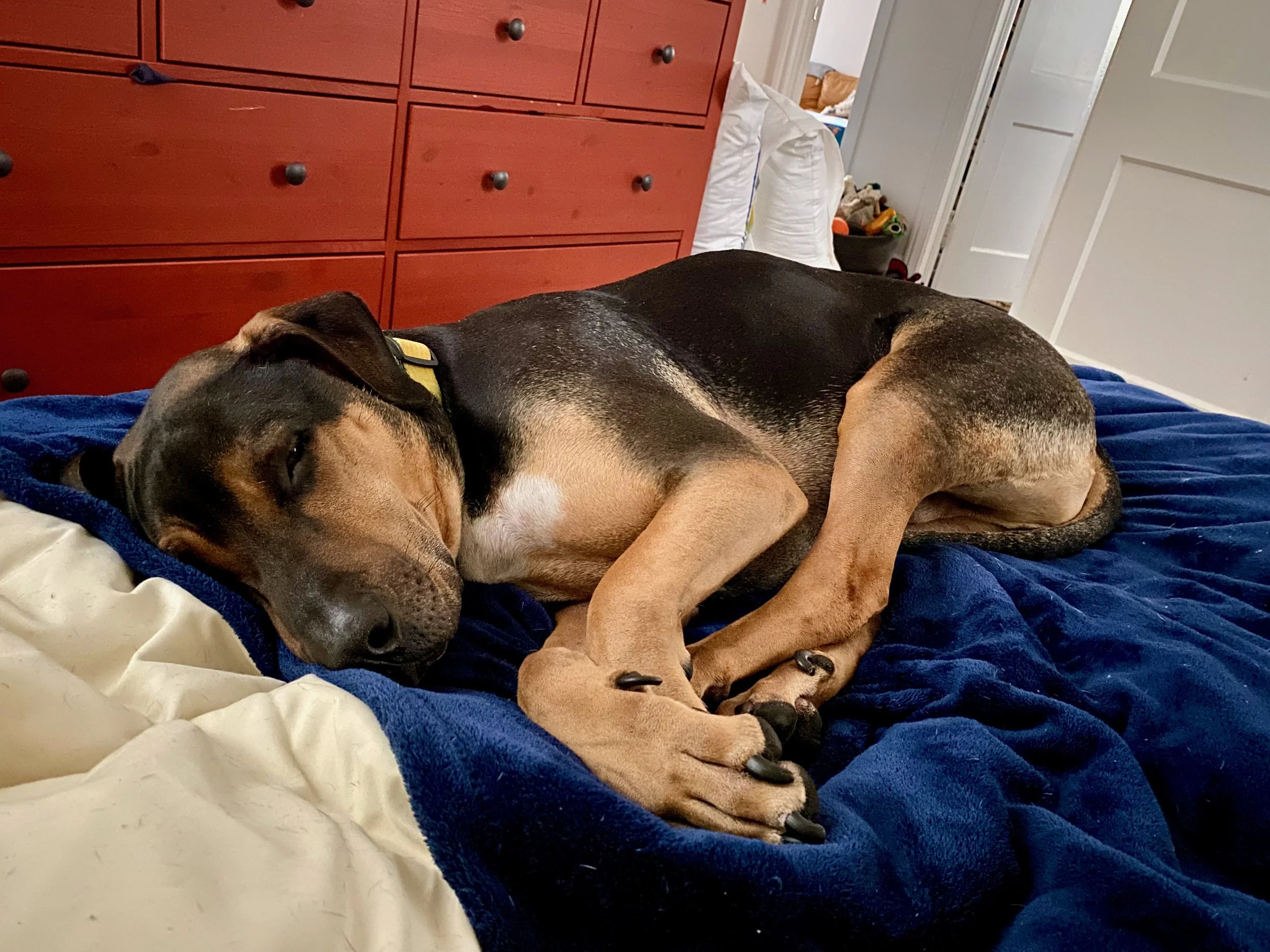 picture of brown and tan dog laying on a blue blanket