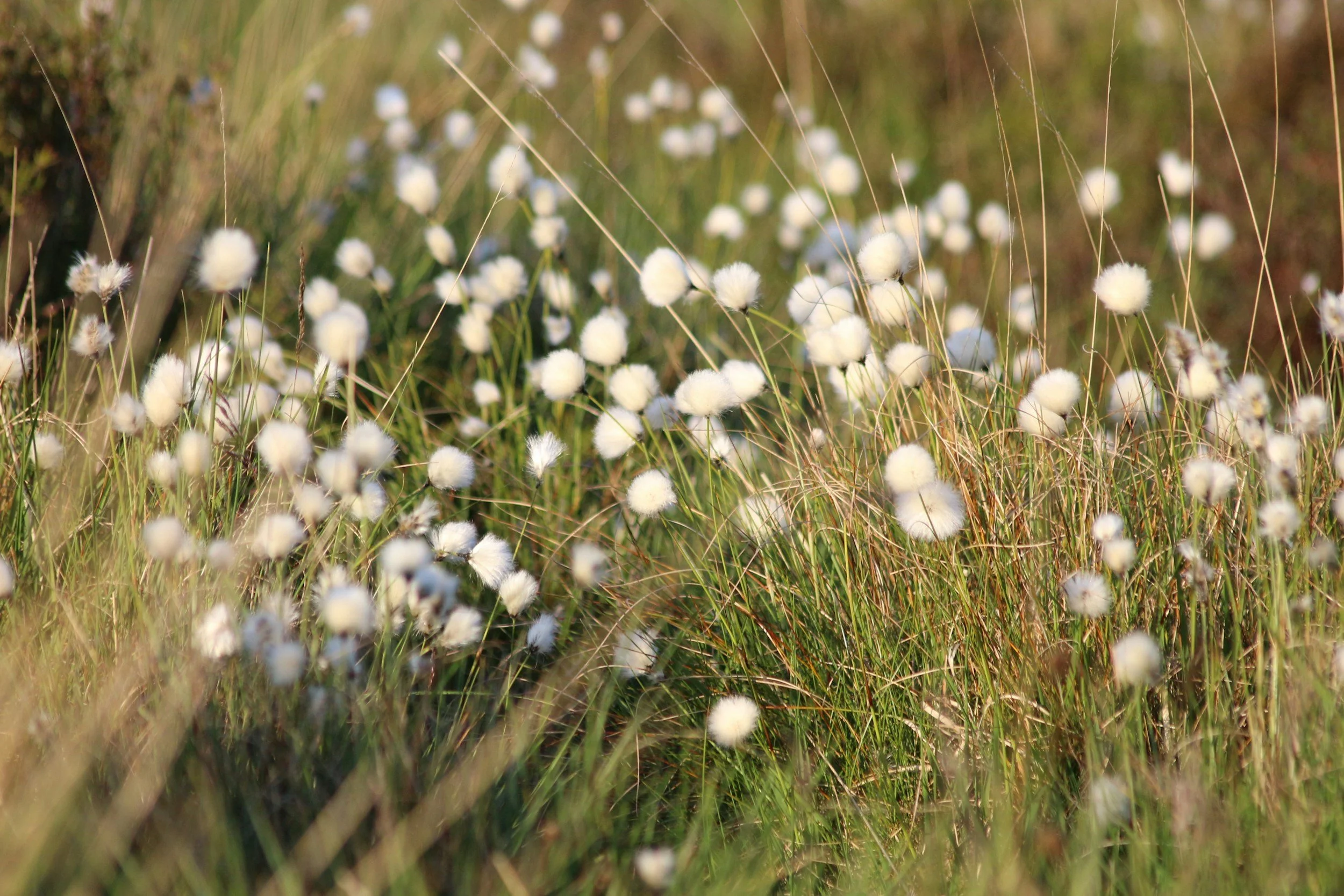 Field of white, fluffy cotton grass among green and brown tall grasses in a natural outdoor setting.