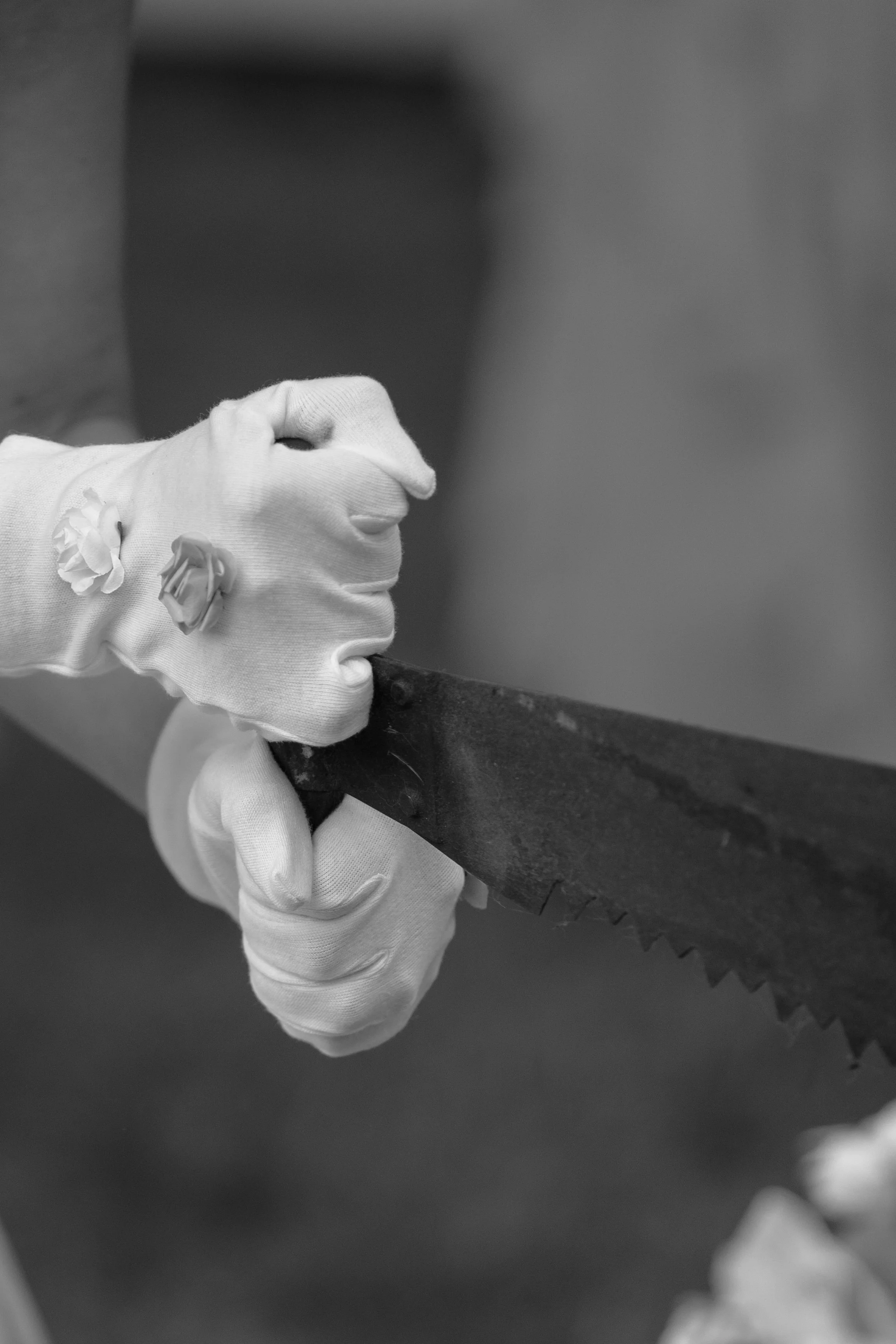 Eine Person trägt weiße Handschuhe und hält einen schneidhaltigen Ast. Der Hintergrund ist unscharf.