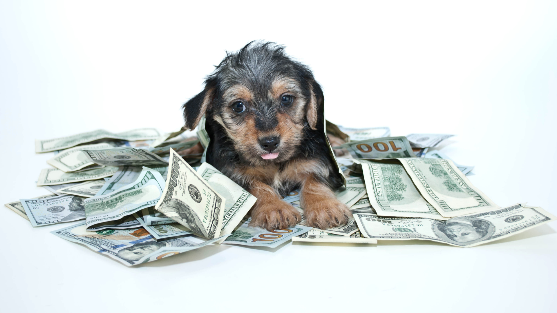 Here’s How Much It Really Costs to Own a Dog