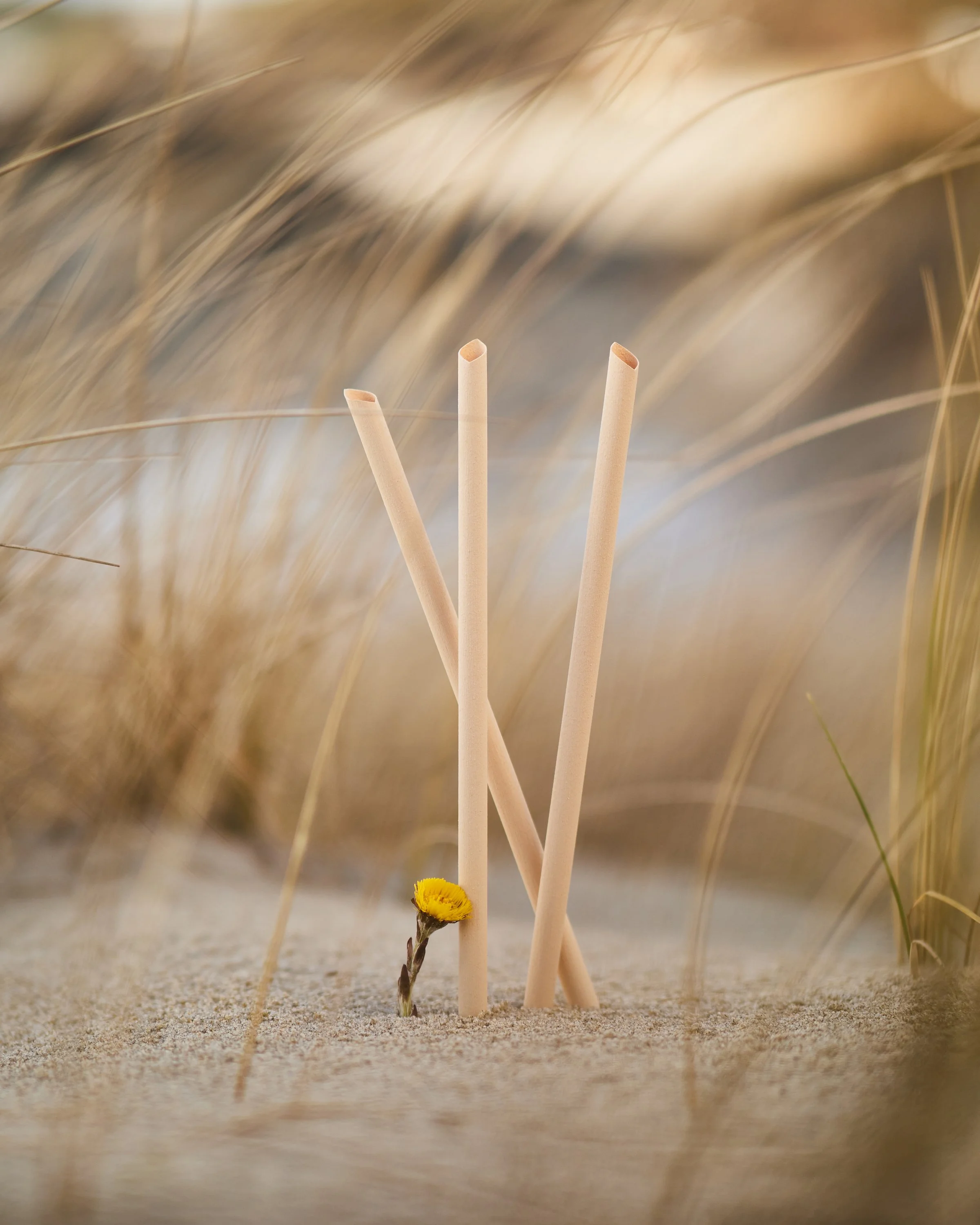 Drei Papierstrohhalme auf Sand mit einer kleinen gelben Blume, im Hintergrund Sanddünen und Gräser.