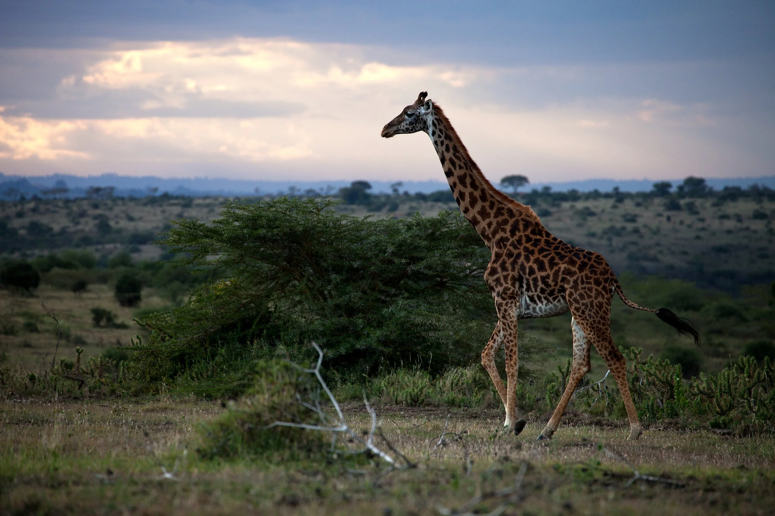 Ein ausgewachsener Giraffe steht in einer afrikanischen Savannenlandschaft, umgeben von Tümpeln, trockenem Gras und vereinzelten Büschen, bei Sonnenuntergang oder -aufgang.