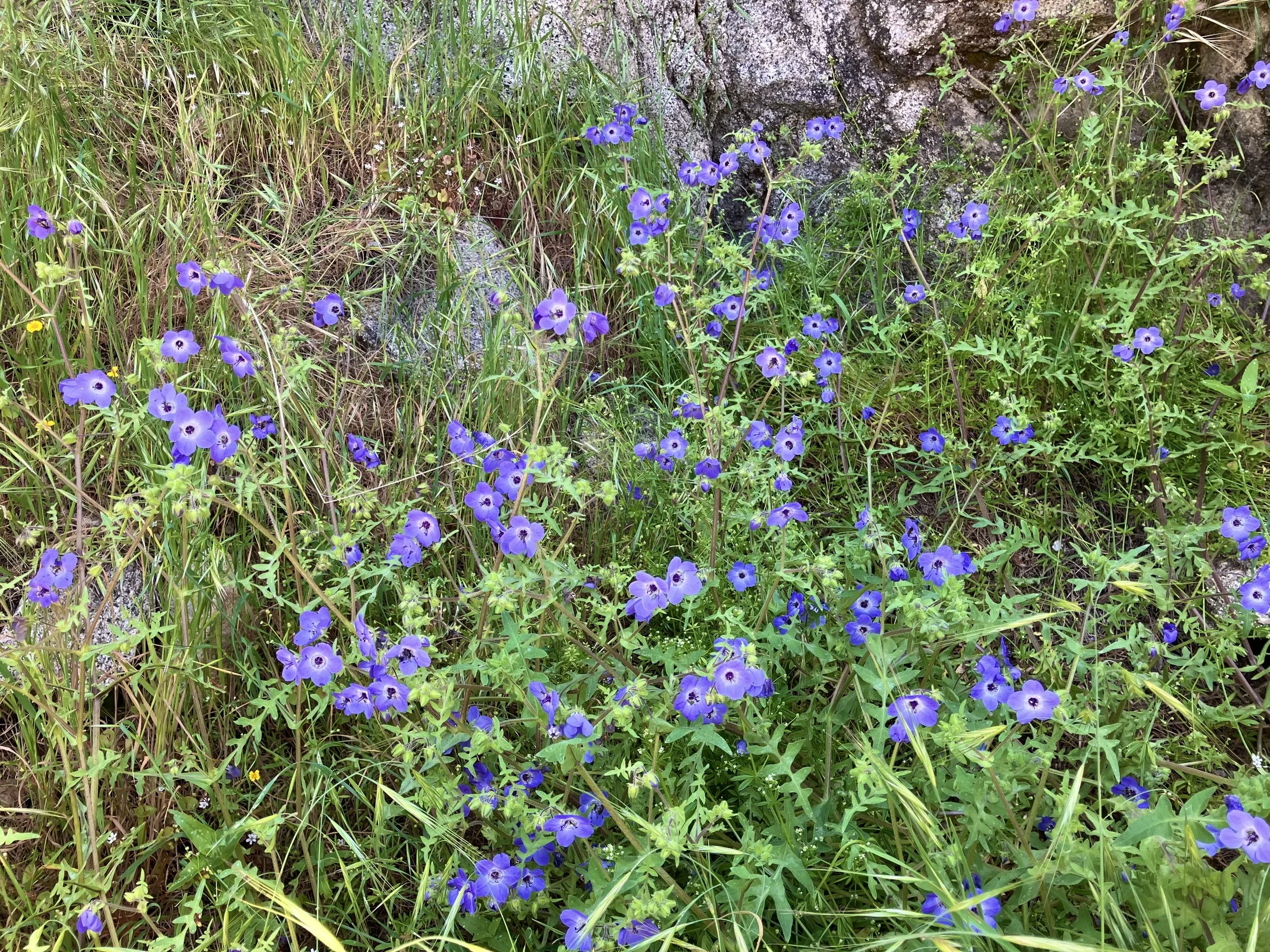 IMG_1206.jpeg