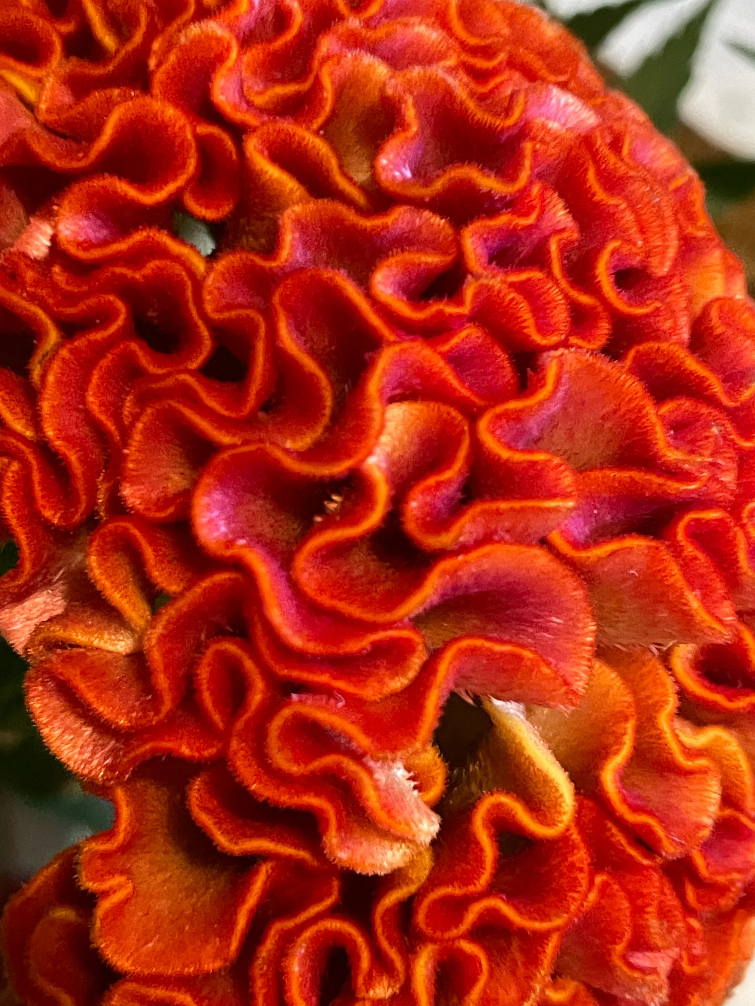 Primer plano de una flor color rojo y naranja con pétalos rizados y texturizados.