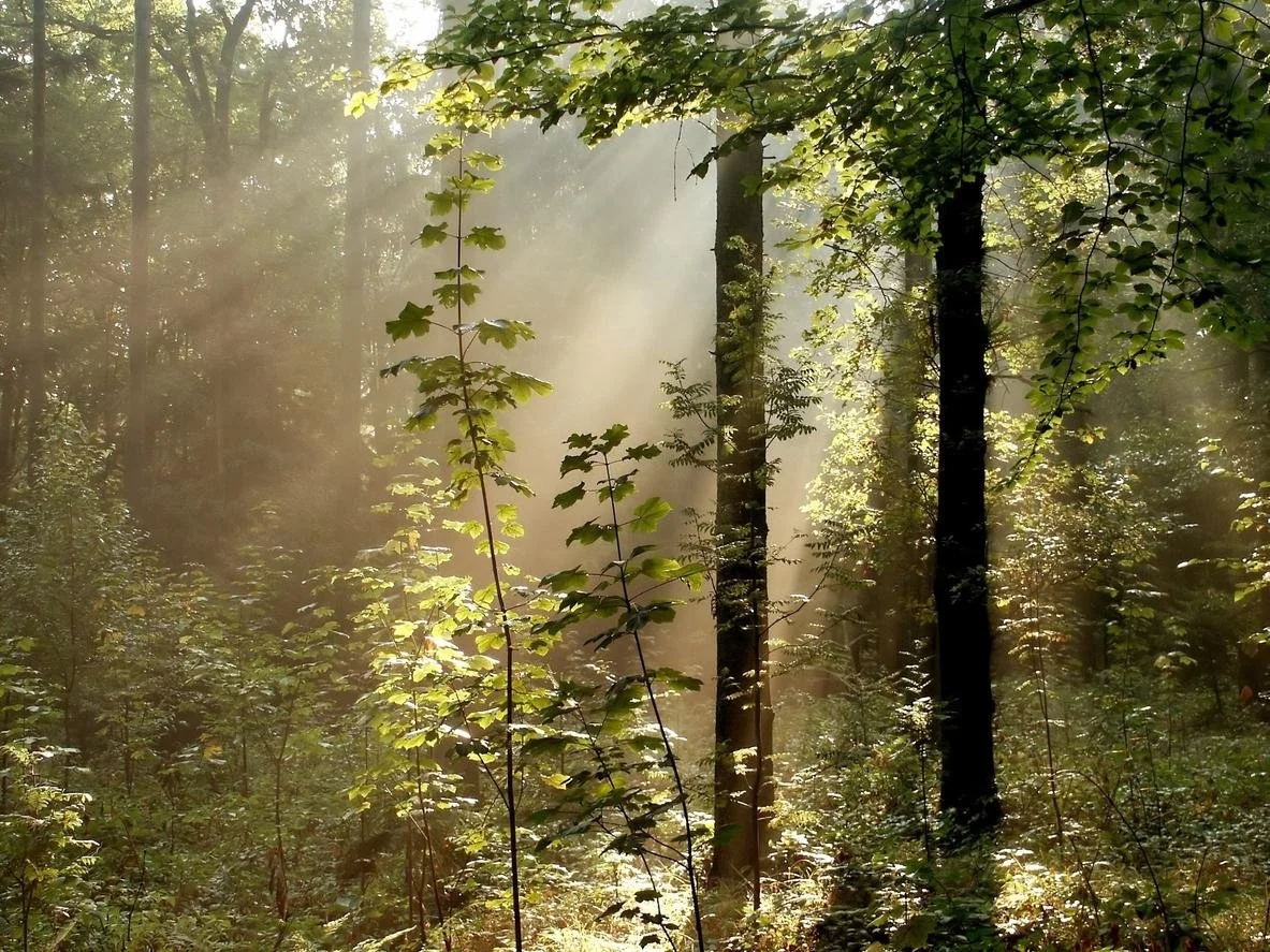 Special LIVE Event with Daniel Christian Wahl