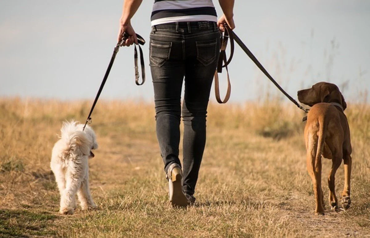 Dog Walking Services