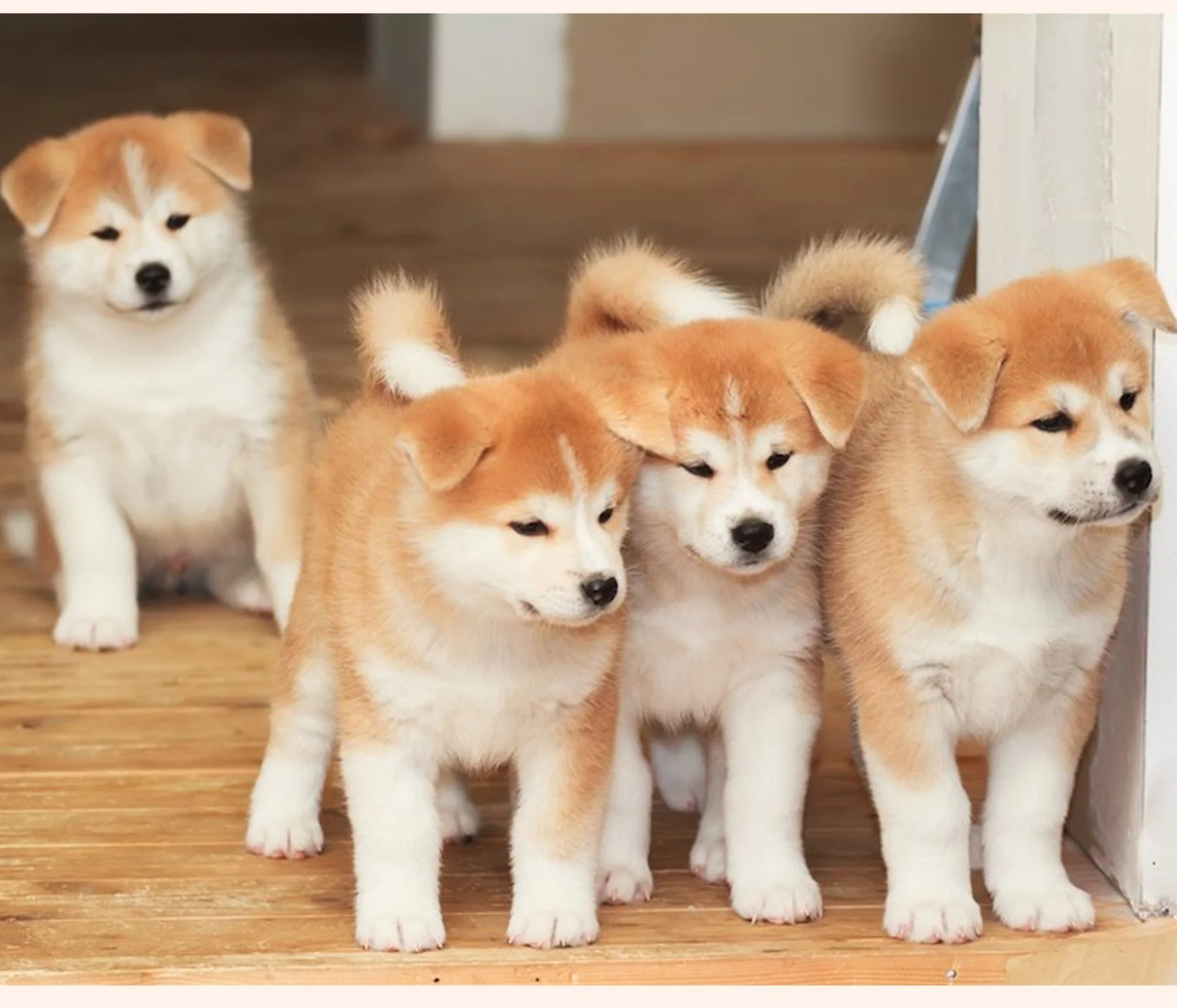 4 pets -Additional Fee