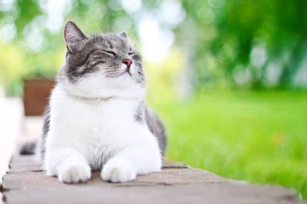 Cat Sitting Services Photo 2.jpg