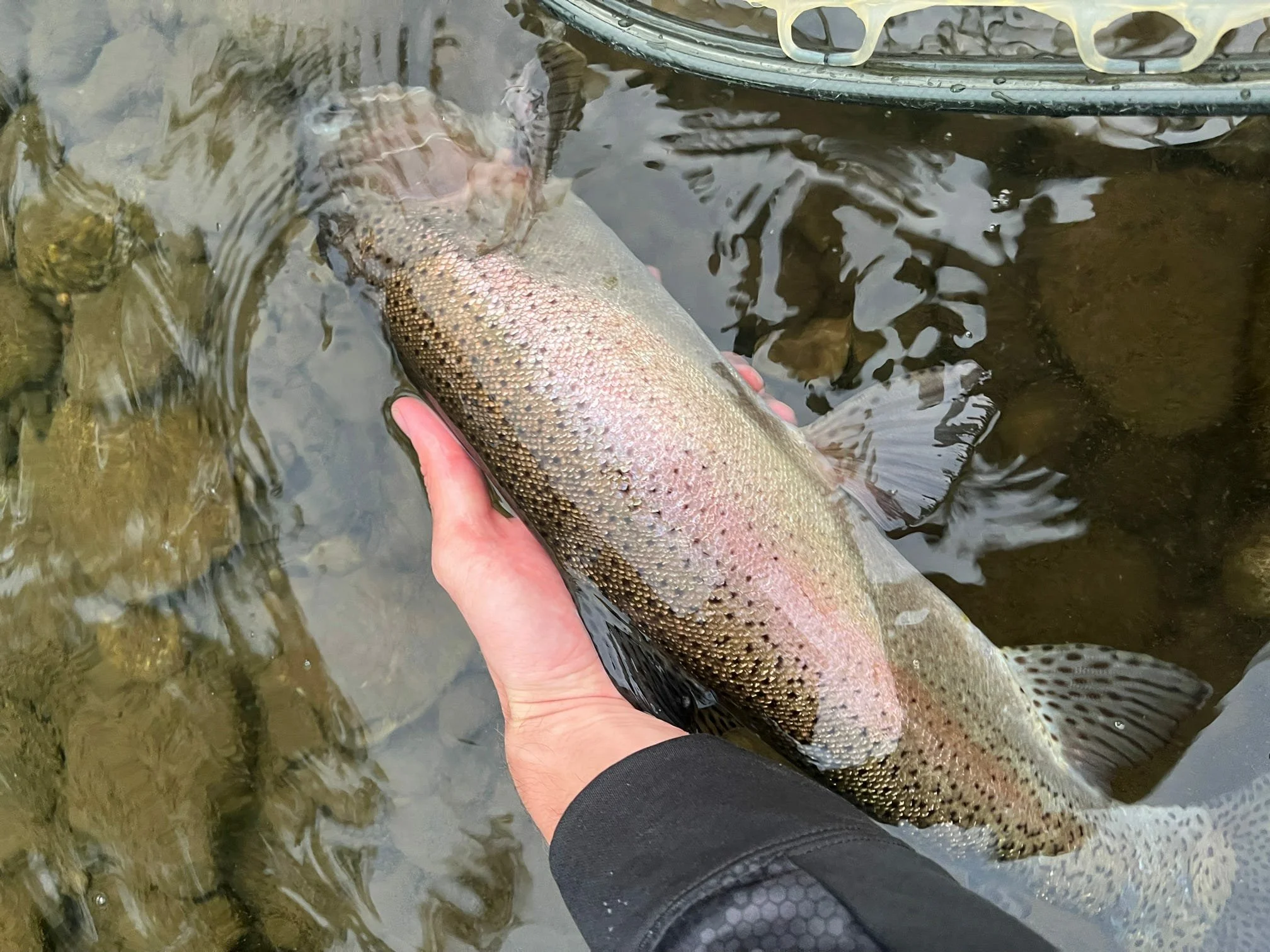 A person holding a rainbow trout fish in a shallow stream with rocks underneath.