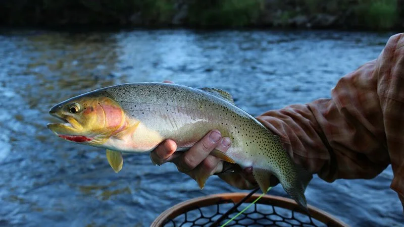 Person holding a trout over a river, with a fishing net below.