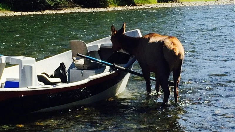 An elk standing in the water next to a drift boat on a sunny day.