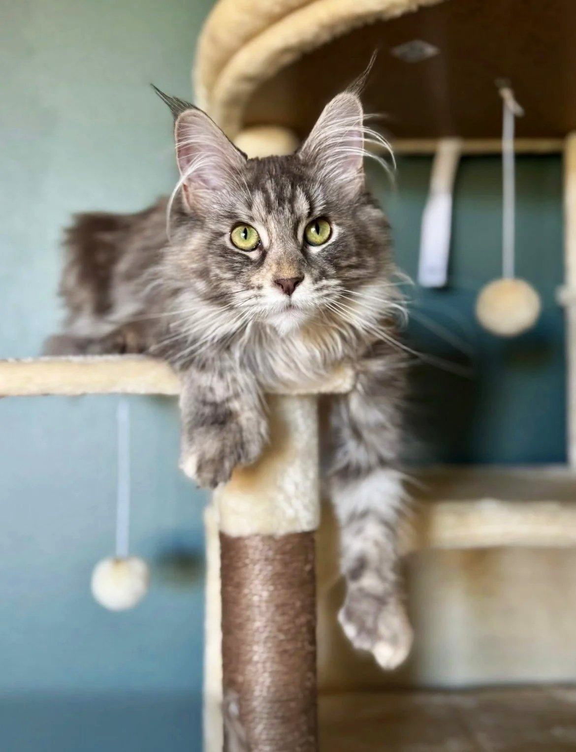 Blue silver Maine Coon kitten with green eyes — playful and affectionate — Maine Coon Gallery