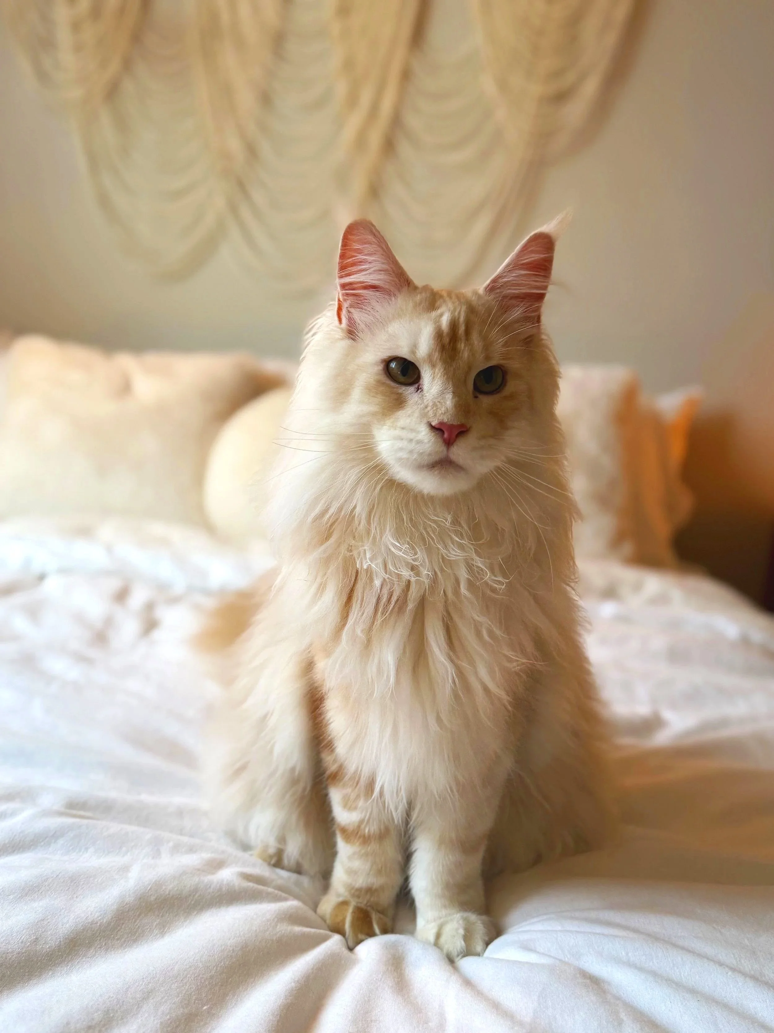 Maine Coon Gallery logo illustration — family-run TICA registered Maine Coon cattery — New litter coming soon