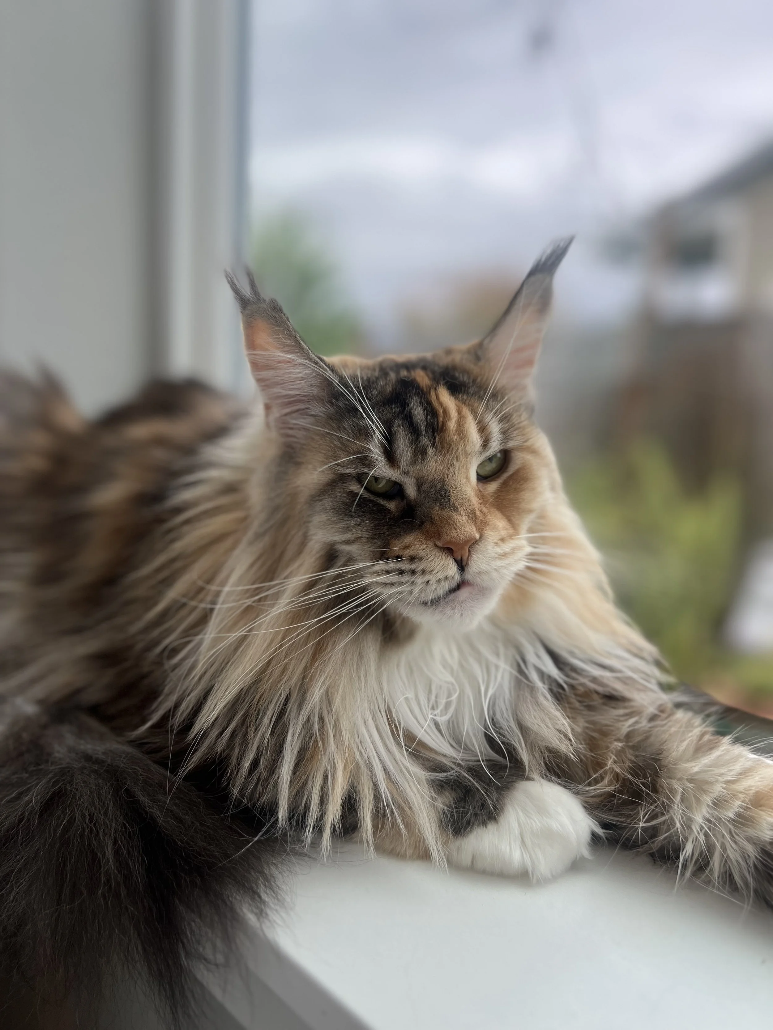 Sheba