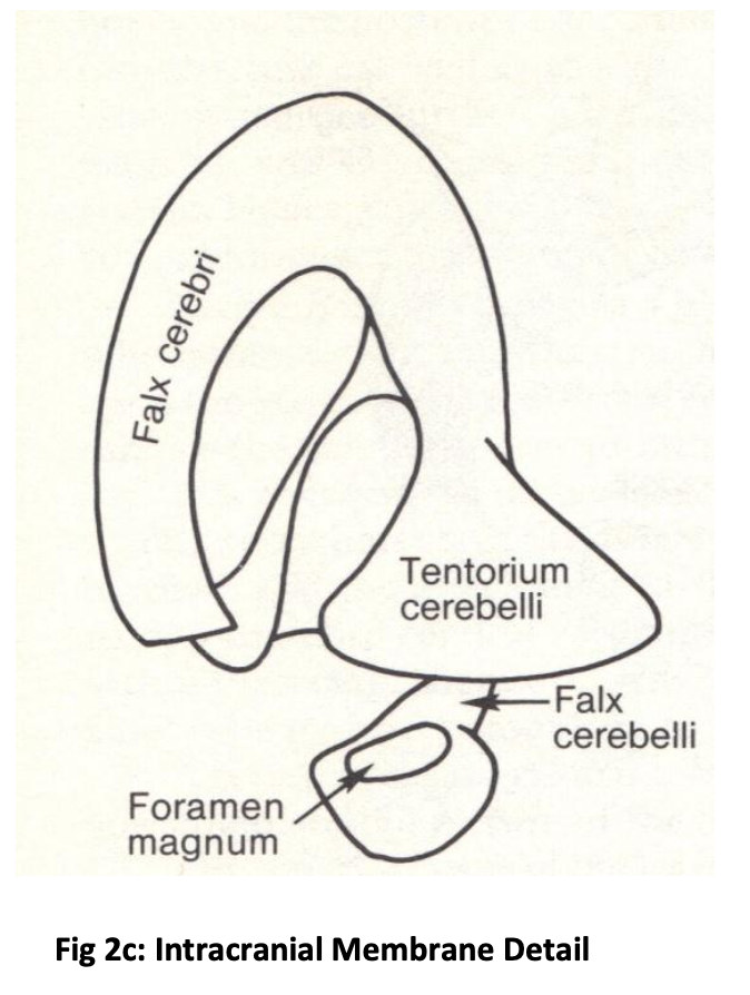 A black-and-white diagram of the brain showing the falx cerebri, tentorium cerebelli, and the foramen magnum, labeled with arrows indicating each part.
