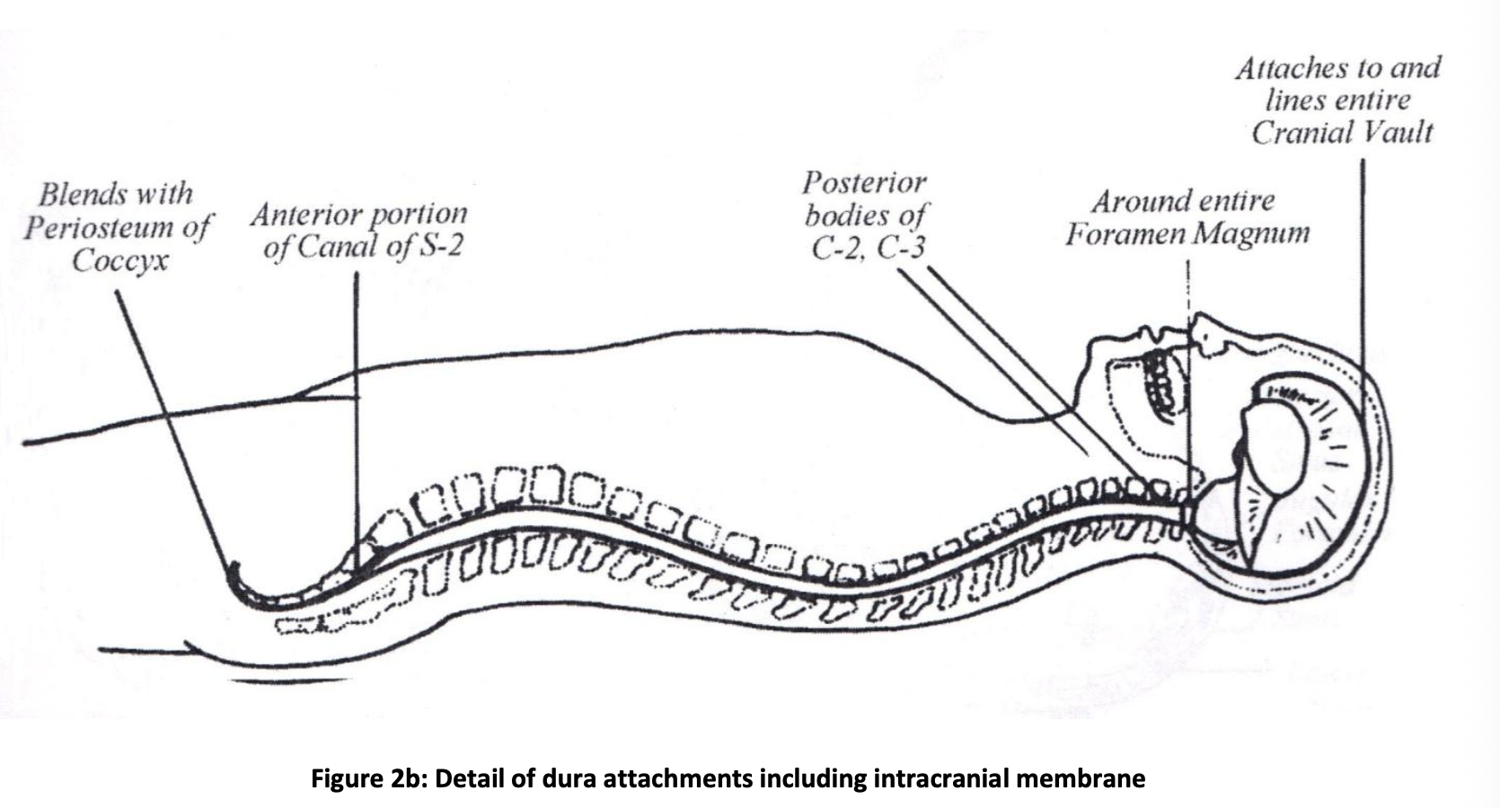 Line drawing of a side view of a human skull and upper cervical spine showing dura attachment points, with labels indicating periosteum of coccyx, anterior canal of S-2, posterior bodies of C-2 and C-3, surrounding foramen magnum, and lines attaching to the cranial vault.