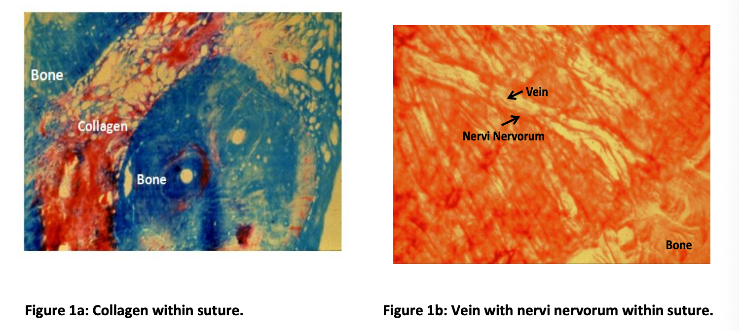 Histological images of tissue samples. The first image shows collagen and bone within a suture, while the second image shows a vein with nervi nervorum and bone within a suture.