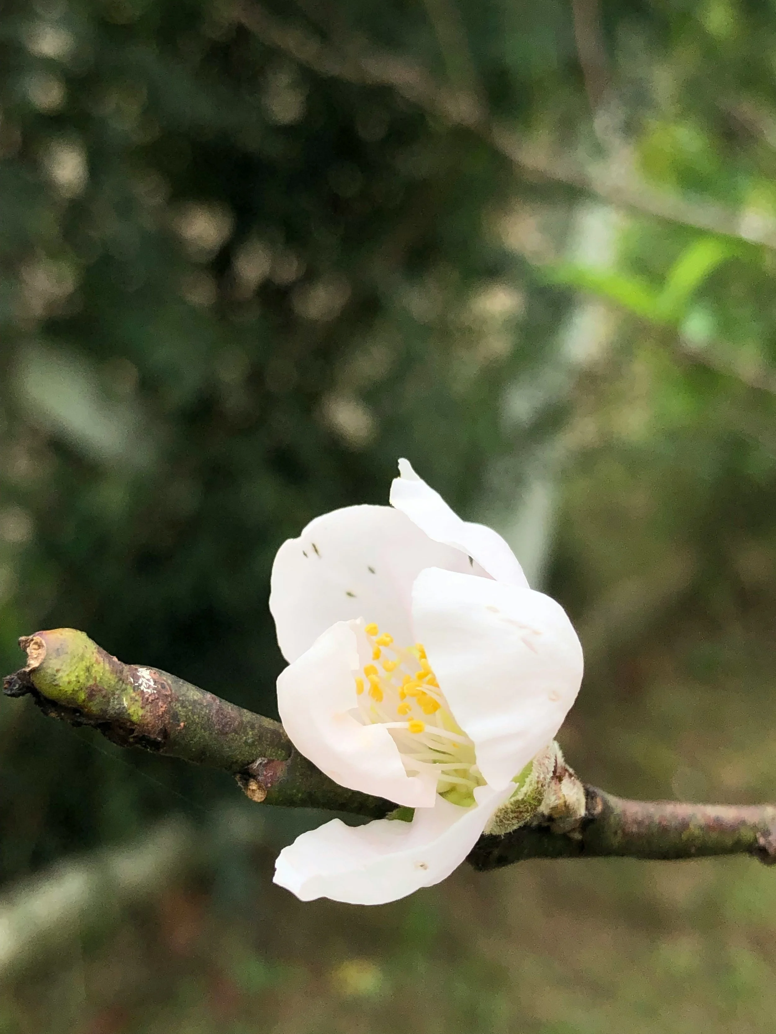 Close-up of a single white flower with yellow stamens growing on a thin branch against a blurred green background.