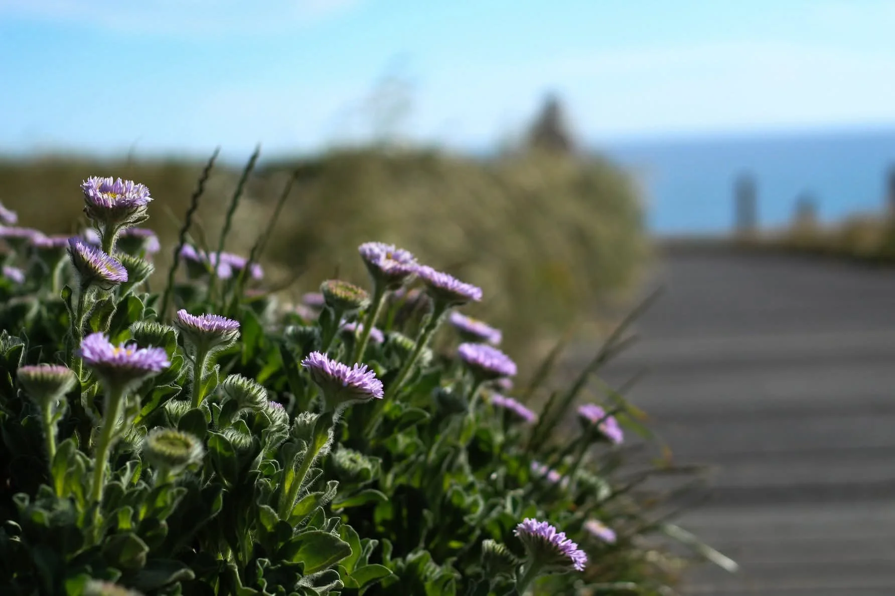 Purple flowers growing near a wooden path with a blurred background and blue sky.