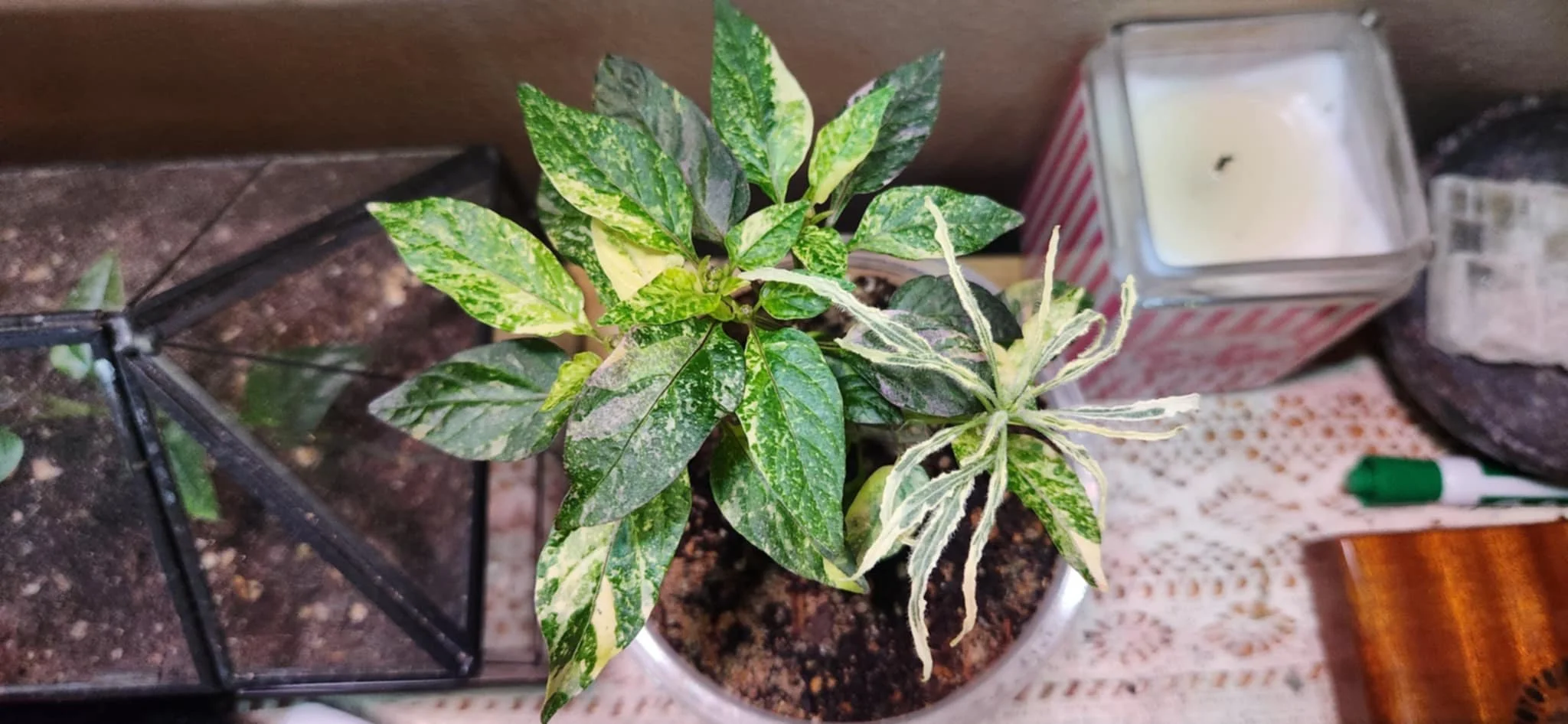Indoor potted variegated plant with green and yellow leaves, next to a glass container with white candle, on a lace tablecloth with a green marker and a wooden object nearby.