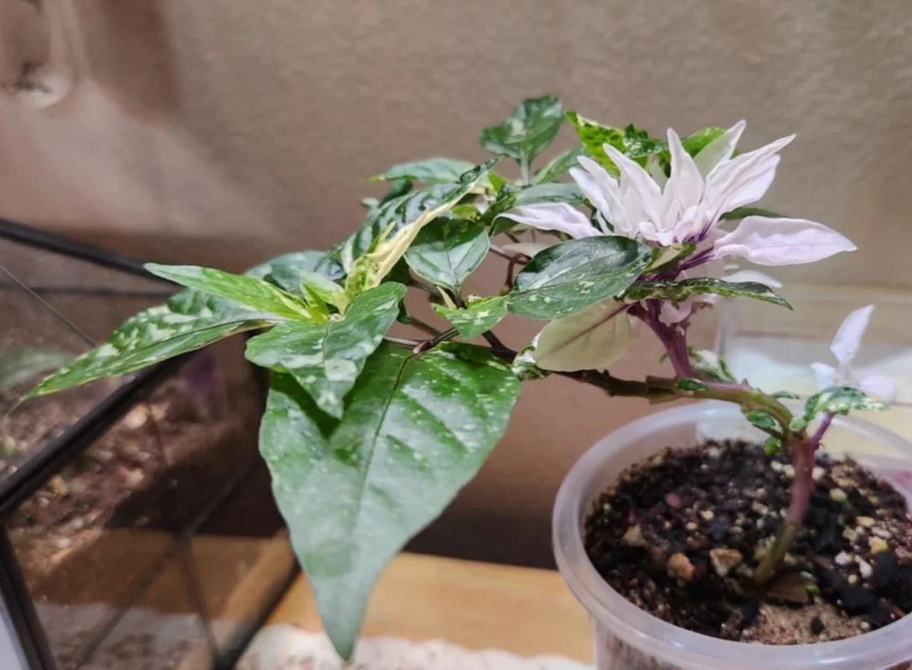 Potted plant with variegated green and white leaves and white flowers with purple centers, placed on a wooden surface near a terrarium.