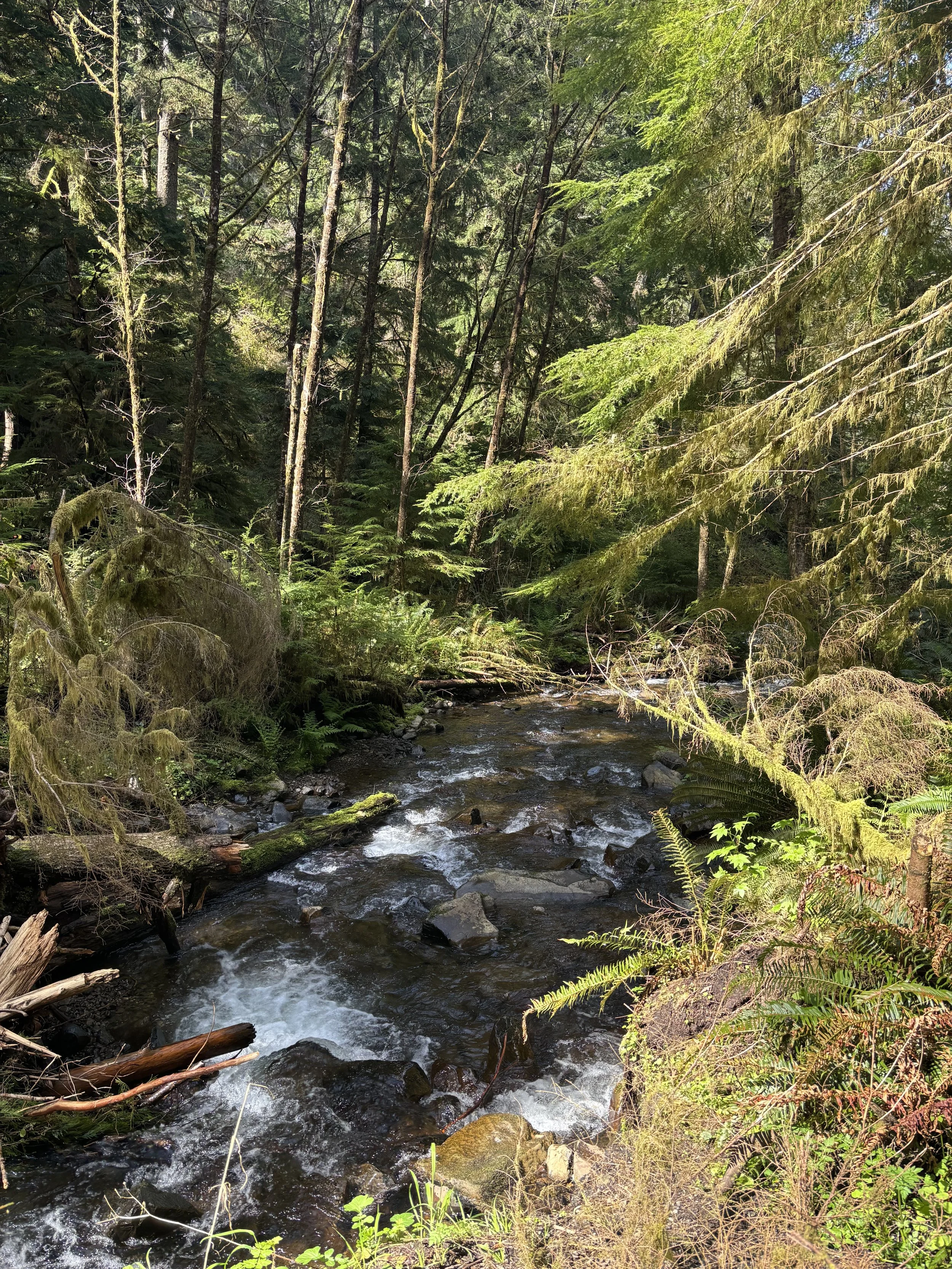 A forest scene with a flowing creek, tall green trees, ferns, and moss-covered branches.